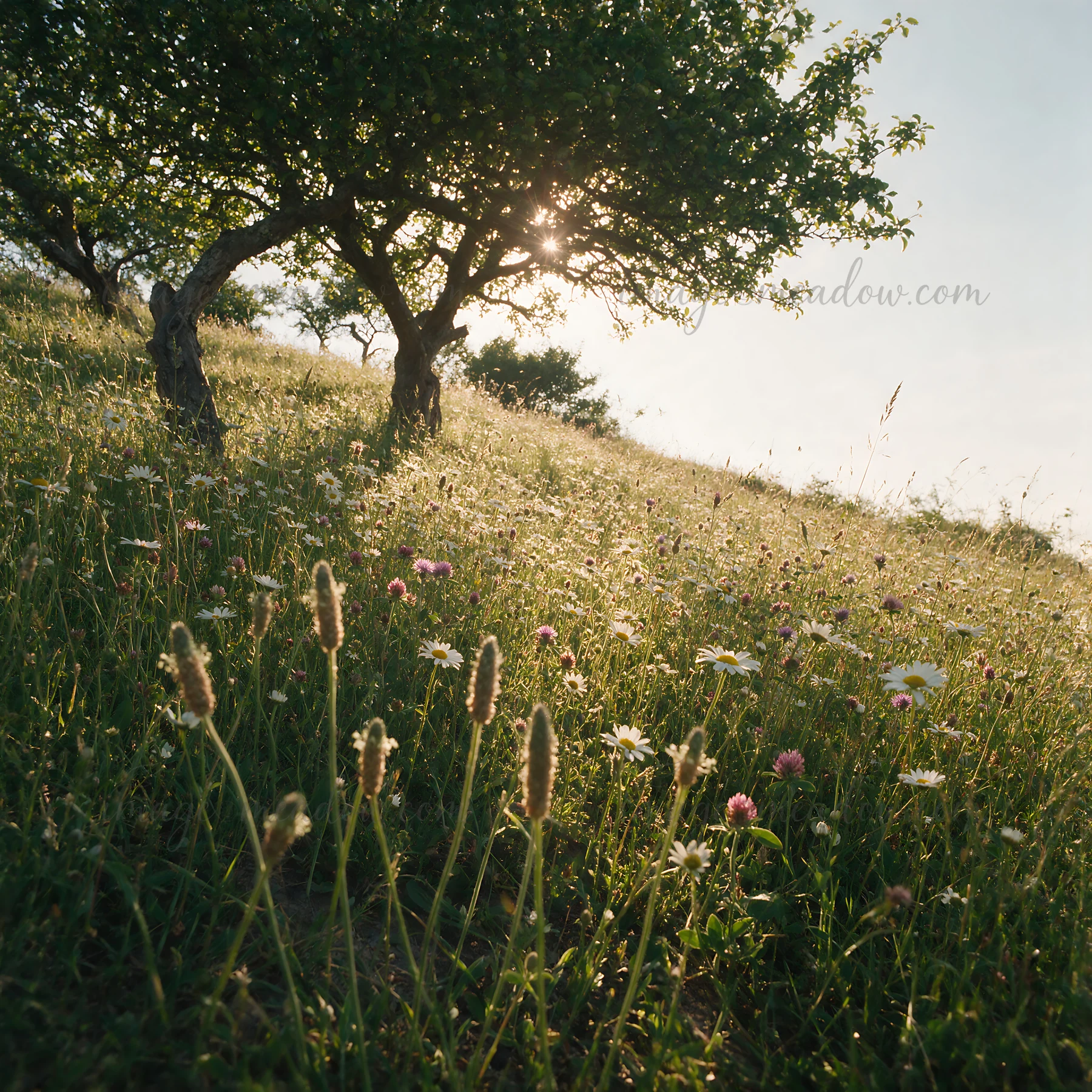 A hillside apple meadow features trees and a variety of flowers during a sunny day. The sunlight filters through the leaves, creating a bright atmosphere.