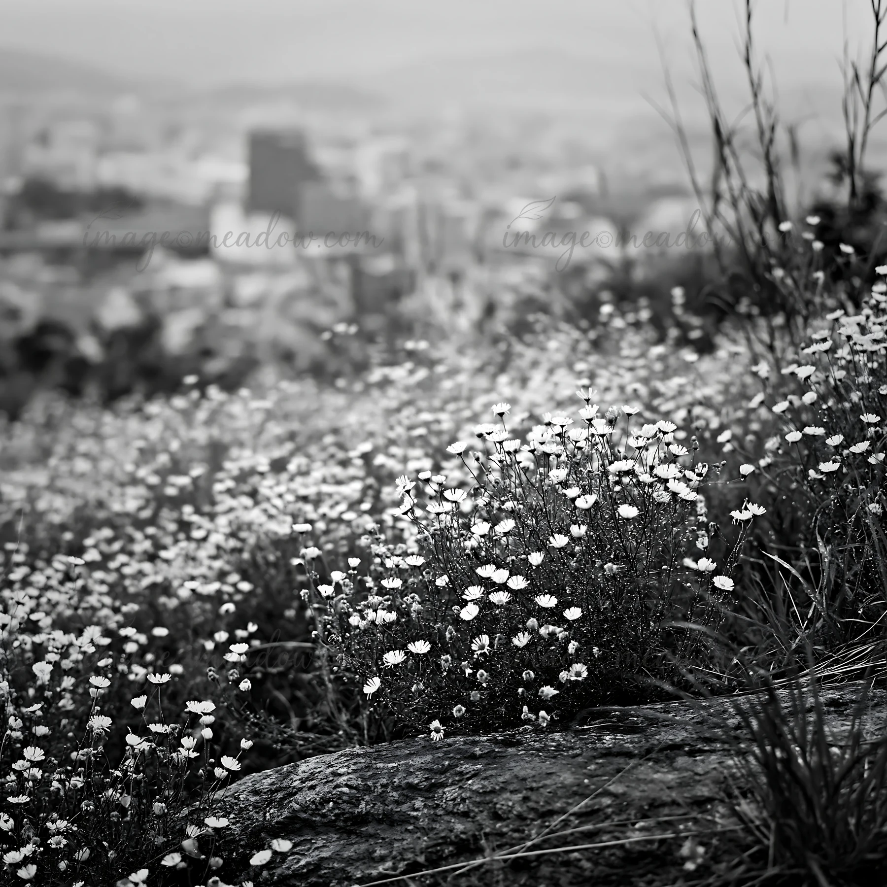 A meadow in Hiroshima features smooth rocks and blooming flowers during rain. The background shows the city blurred by the weather. The scene captures nature an