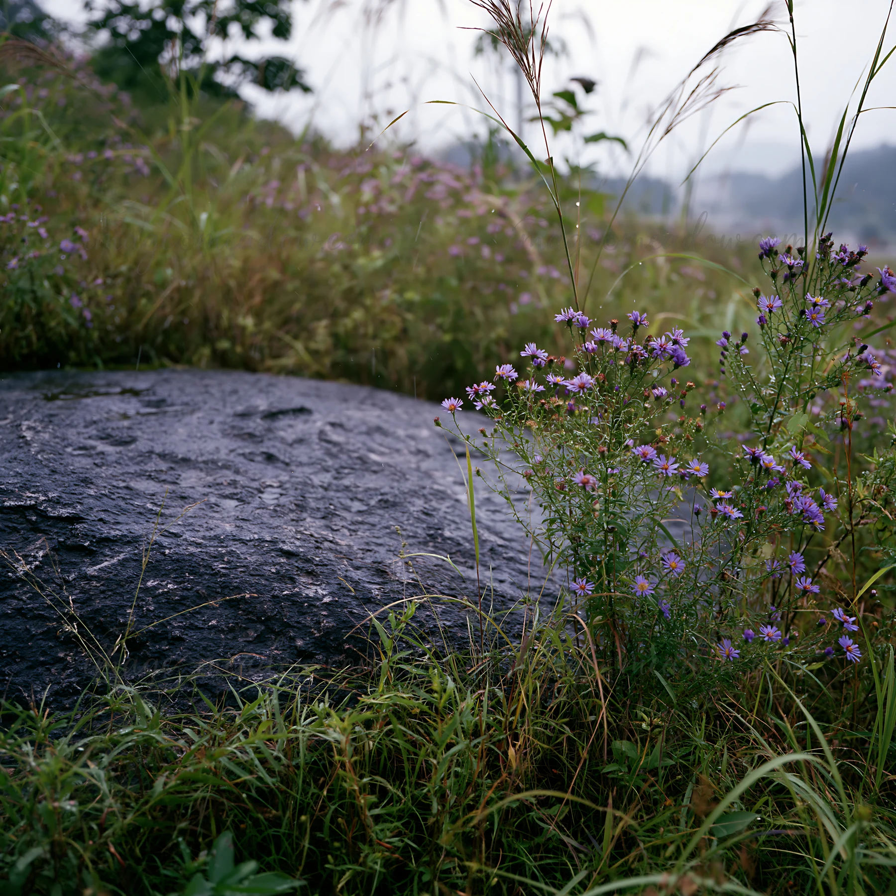 In Hiroshima, a smooth rock sits in a rainy meadow surrounded by green grass and purple flowers. The scene captures the beauty of nature during a wet weather co