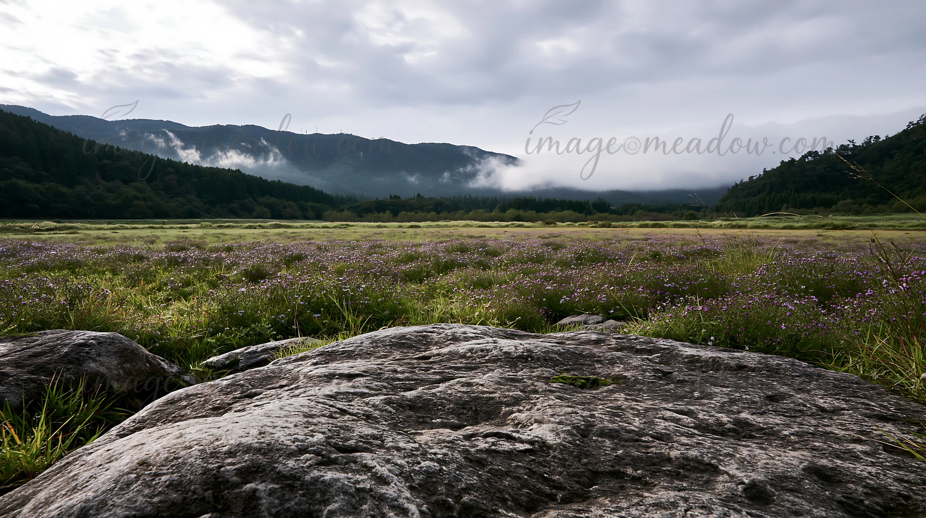 A smooth rock sits in the foreground of a meadow in Hiroshima. The landscape features lush grass and scattered flowers under an overcast sky. Rain clouds hover