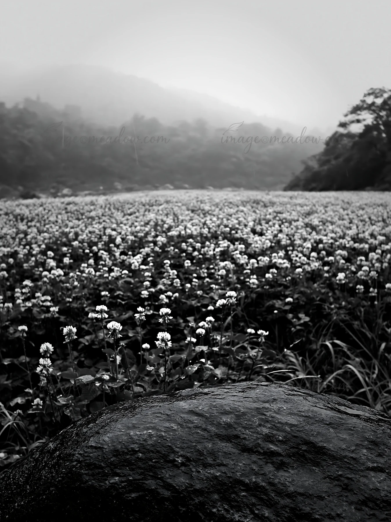 A view of a rainy meadow in Hiroshima with a smooth rock in the foreground. The field is covered with white flowers. The background shows misty hills and dense