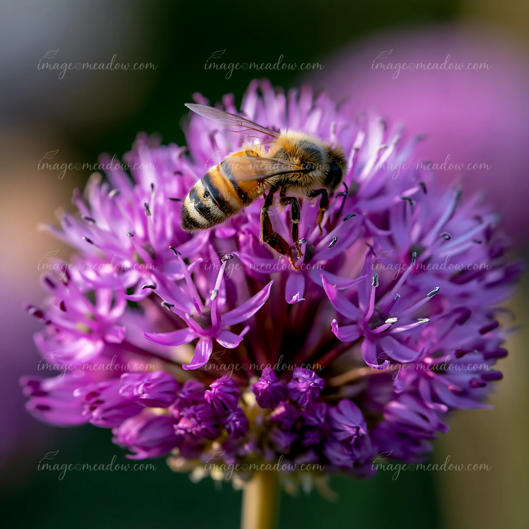 Honey bee perched on a stem among vivid purple flower petals in a close-up photograph.