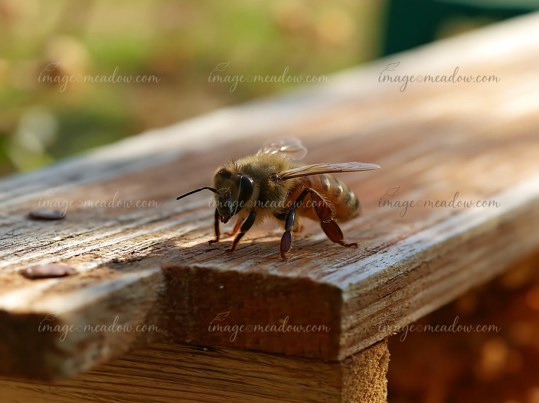 Honey bee resting motionless on weathered wood in warm natural light.