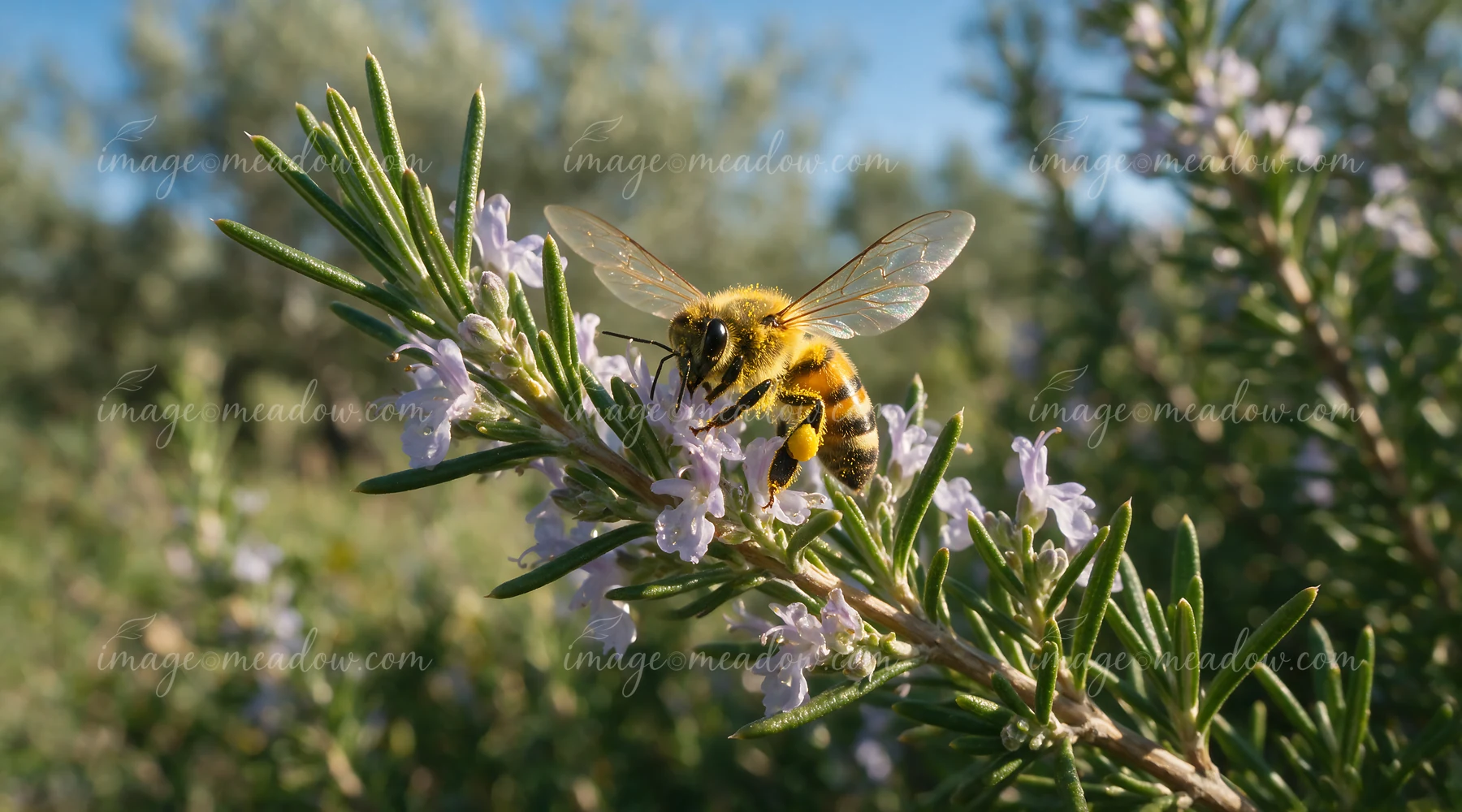 Honey bee with open wings landing on pale rosemary flowers in warm natural light.