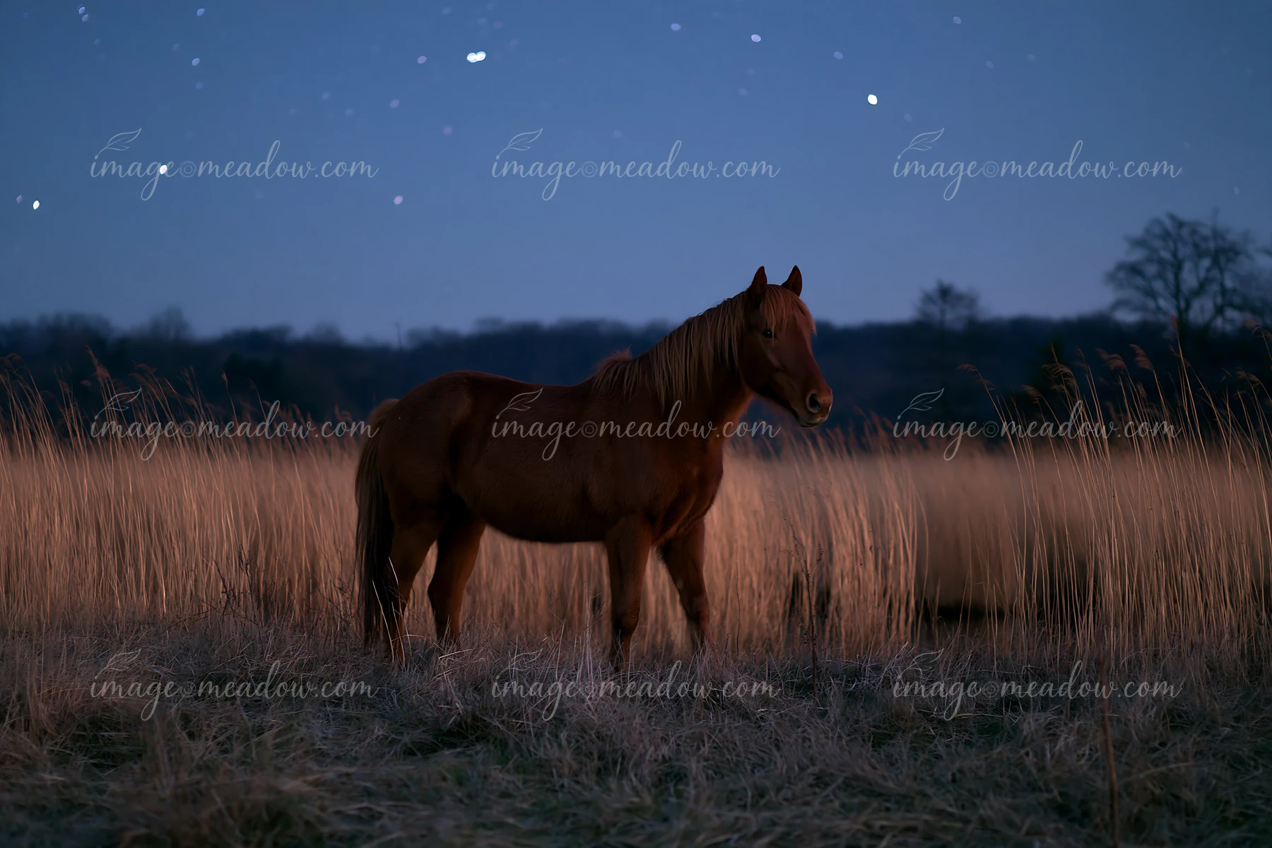 Horses crossing a field beneath stars at dusk with tall grass and a darkening sky.