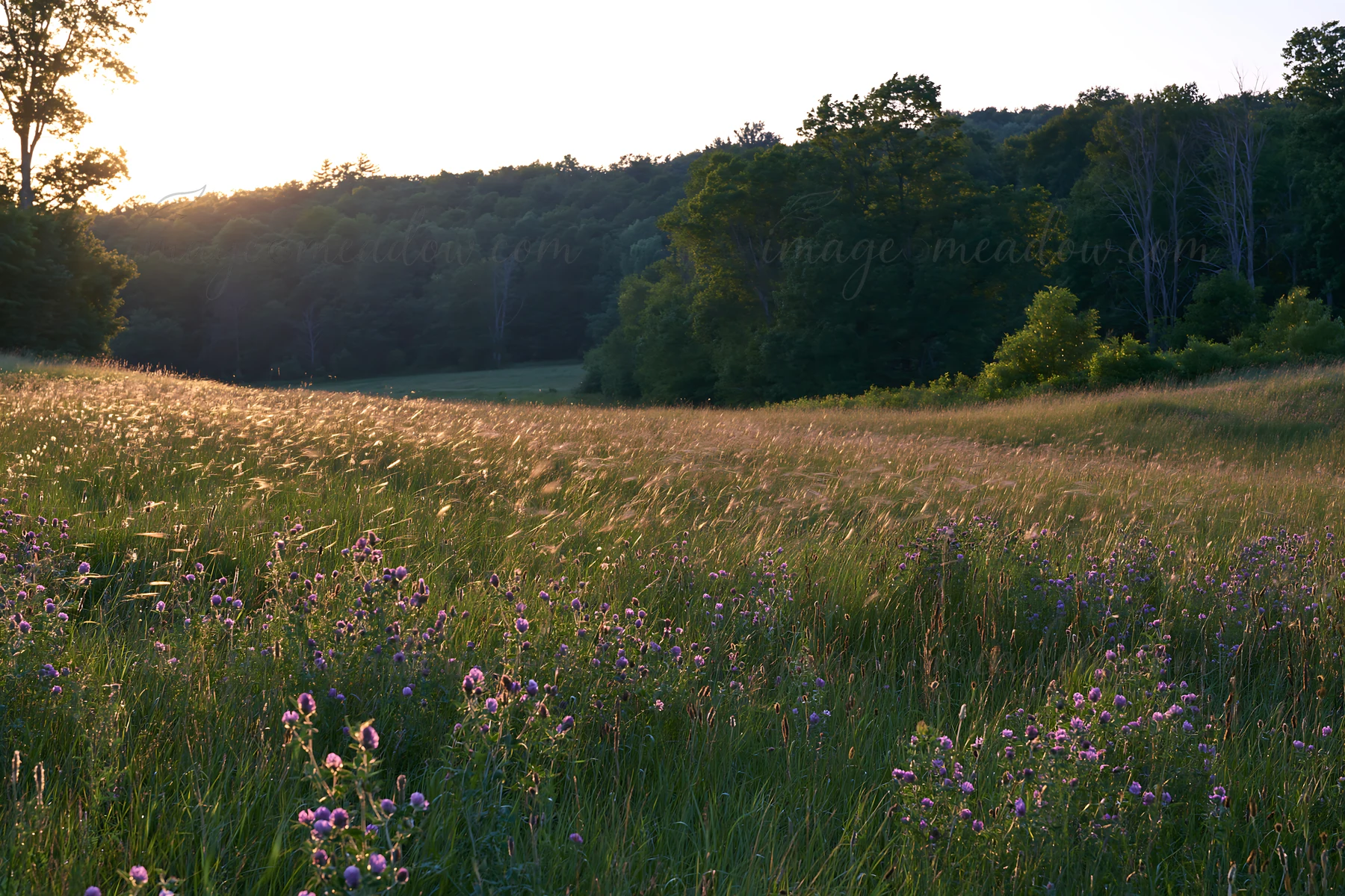 A meadow filled with wildflowers stretches along a wooded valley in Hungary. The sun sets in the background, illuminating the landscape and highlighting the vib