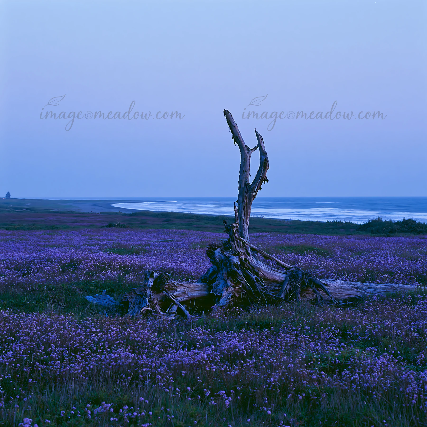 Driftwood stands in a coastal meadow filled with purple flowers under a clear sky. The photo captures a tranquil evening scene by the sea in Ishikawa.