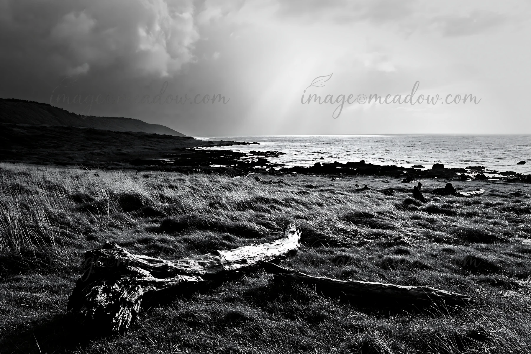 Driftwood lies on a coastal meadow in Ishikawa. The landscape shows the impact of a recent storm. Dark clouds hover over the sea, adding to the atmosphere of th