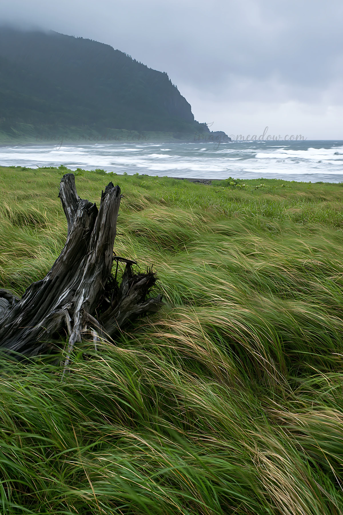 Driftwood lies in the foreground of a coastal meadow in Ishikawa. Waves crash in the background under a cloudy sky. Tall grass sways in the wind, capturing the