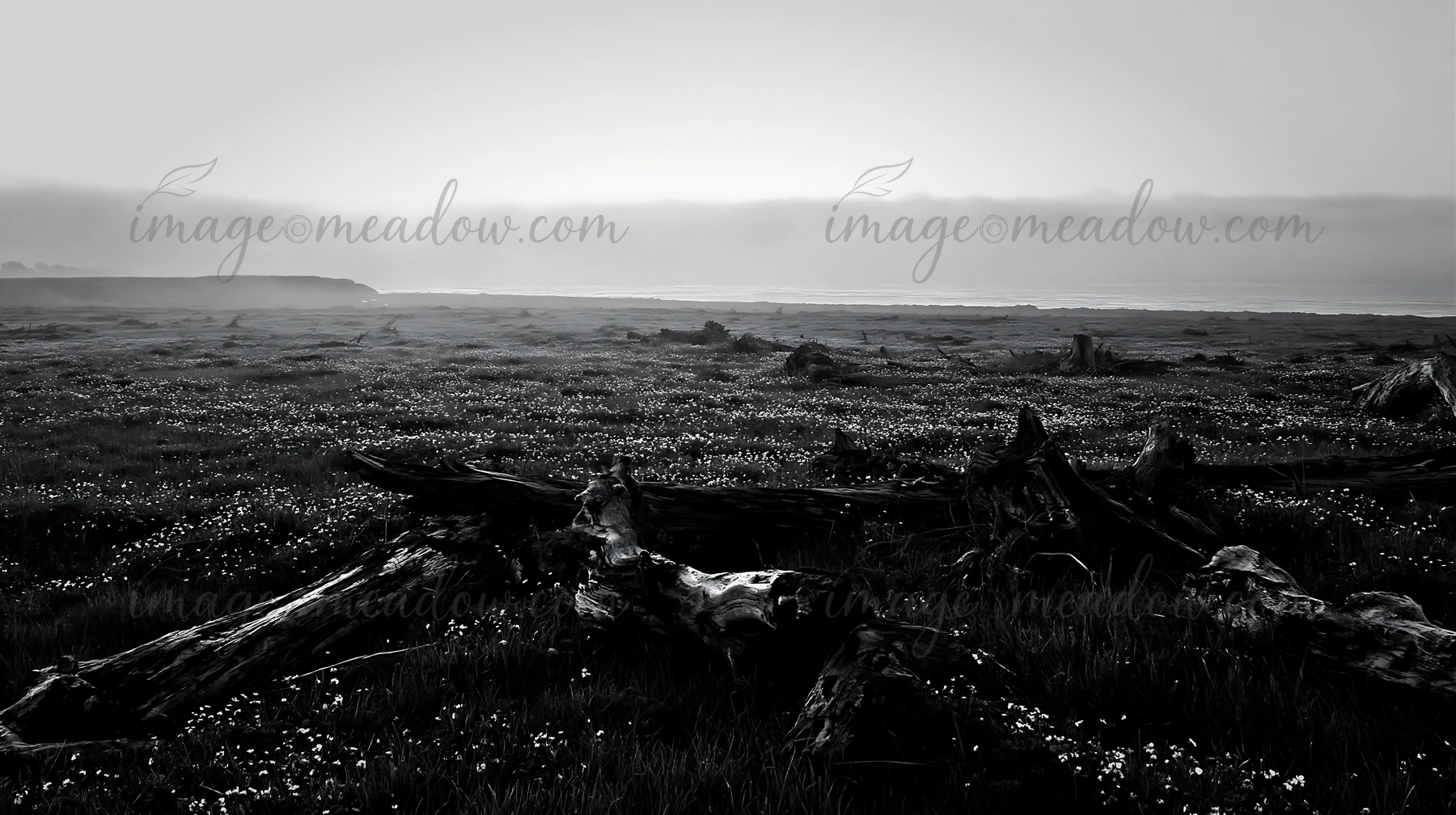 Driftwood lies on the grassy Ishikawa coastal meadow as the sun sets, creating a natural scene. The area features fog and a serene atmosphere with visible cloud