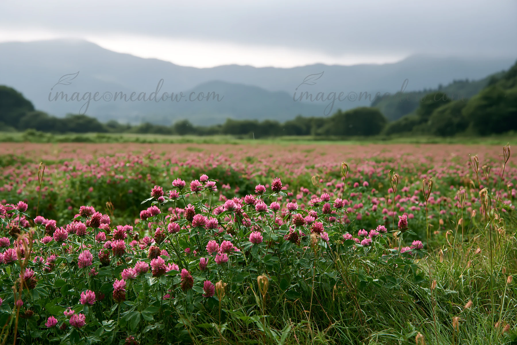 Meadow in Iwate with pink flowers, fresh from rain. Mountains in the background under cloudy skies. The scene showcases nature's green and vibrant colors after