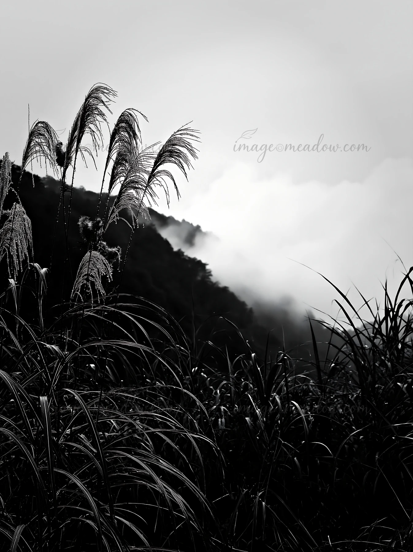 Tall seedheads stand in a meadow during rain in Iwate. Mist surrounds the hills in the background, creating a soft focus. Presented as a premium high-contrast m