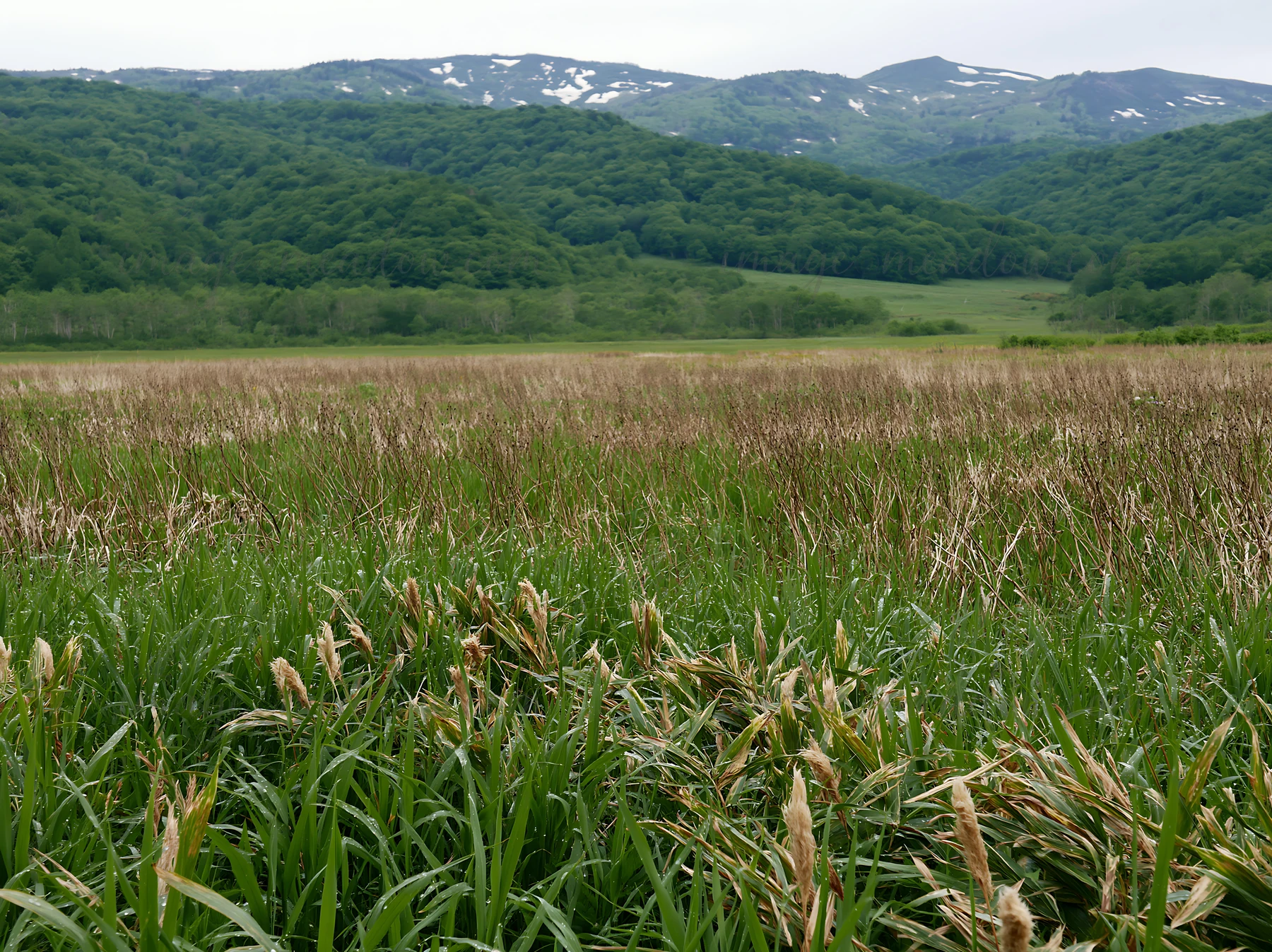 A lush meadow in Iwate after rain, with tall seedheads in the foreground. A forested hillside and distant mountains provide a natural backdrop, capturing the es