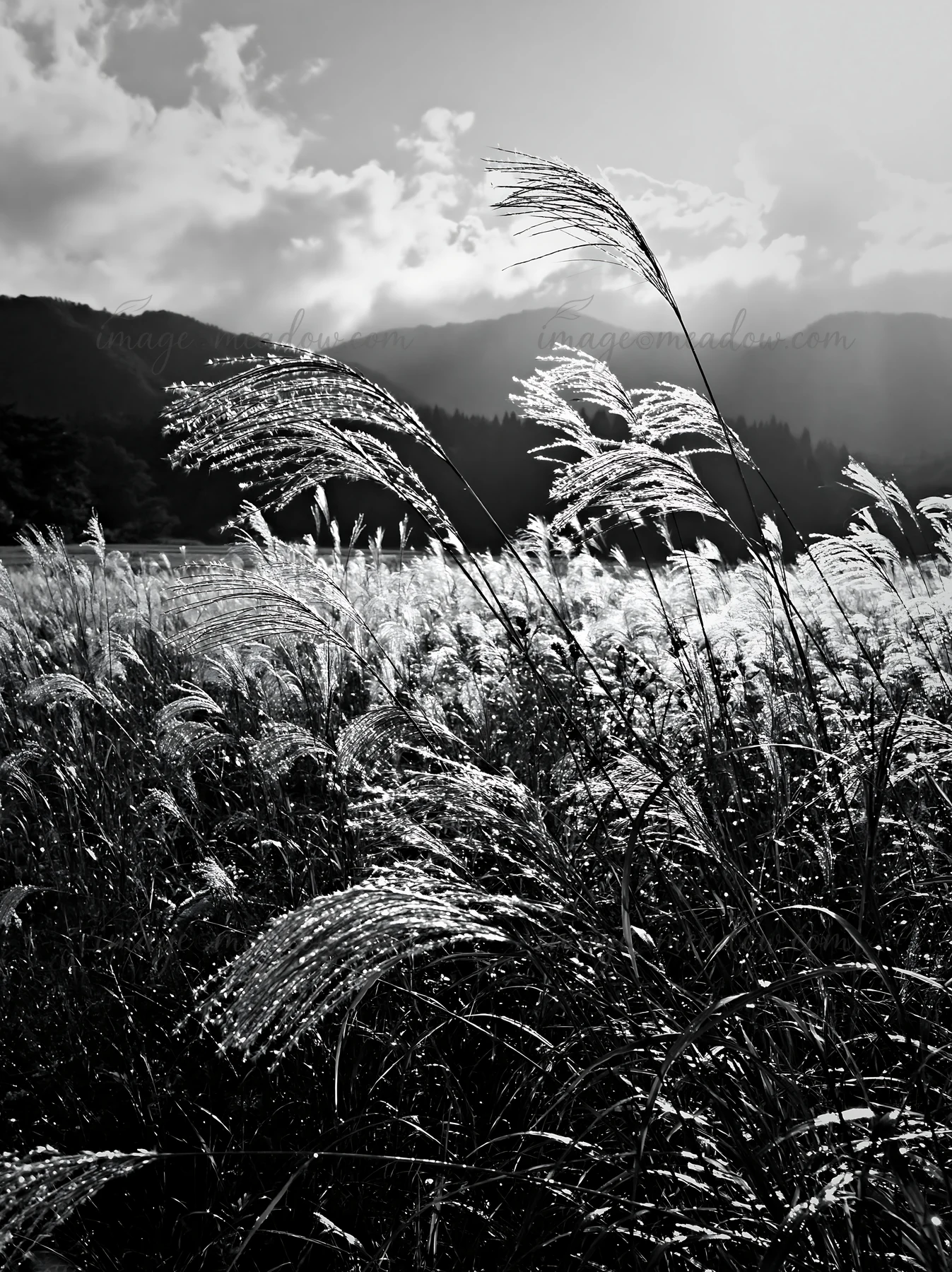 A meadow in Iwate shows seedheads glistening after rain. The sunlight creates highlights on the grass while mountains provide a backdrop. Cloud patterns fill th