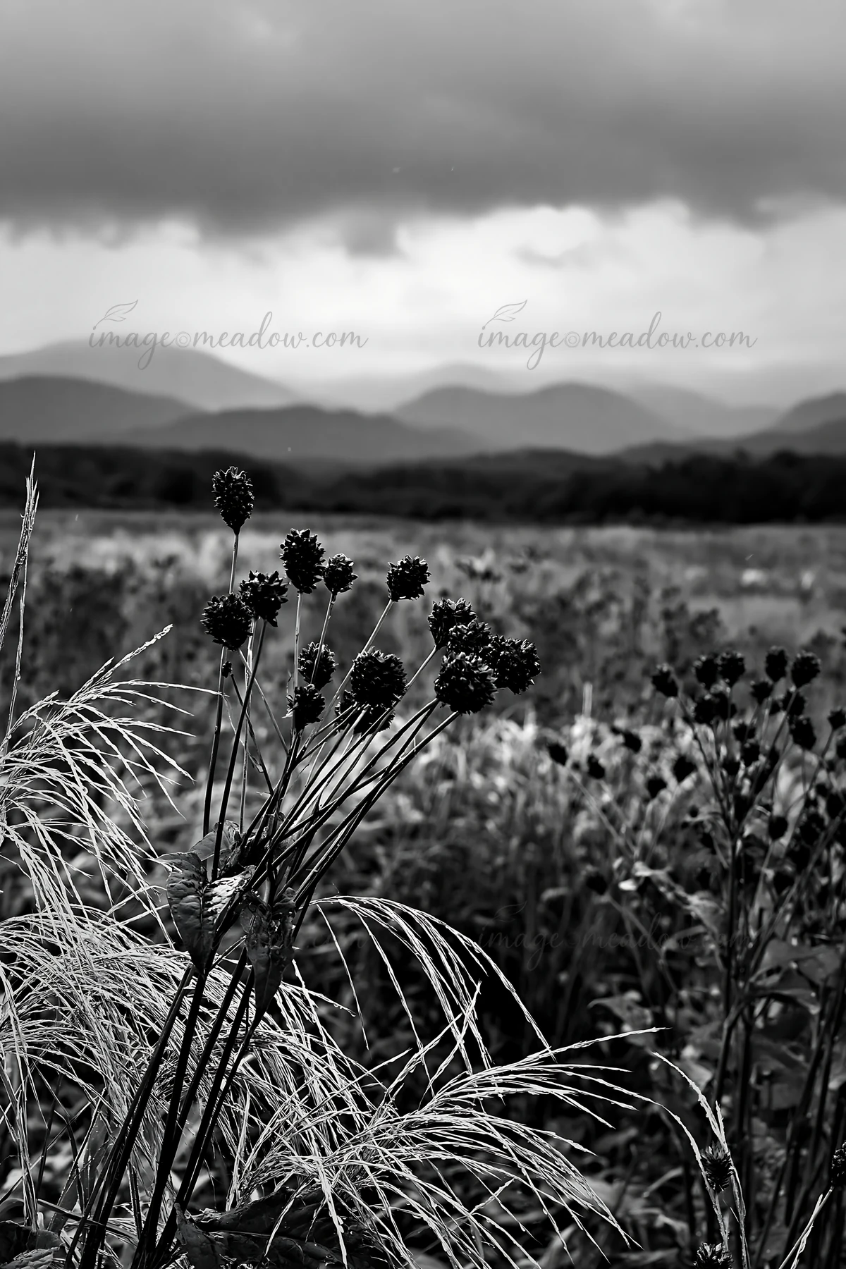 Rain has refreshed the meadow in Iwate. Seedheads stand in the foreground with mountains visible in the background. Clouds cover the sky, hinting at recent weat