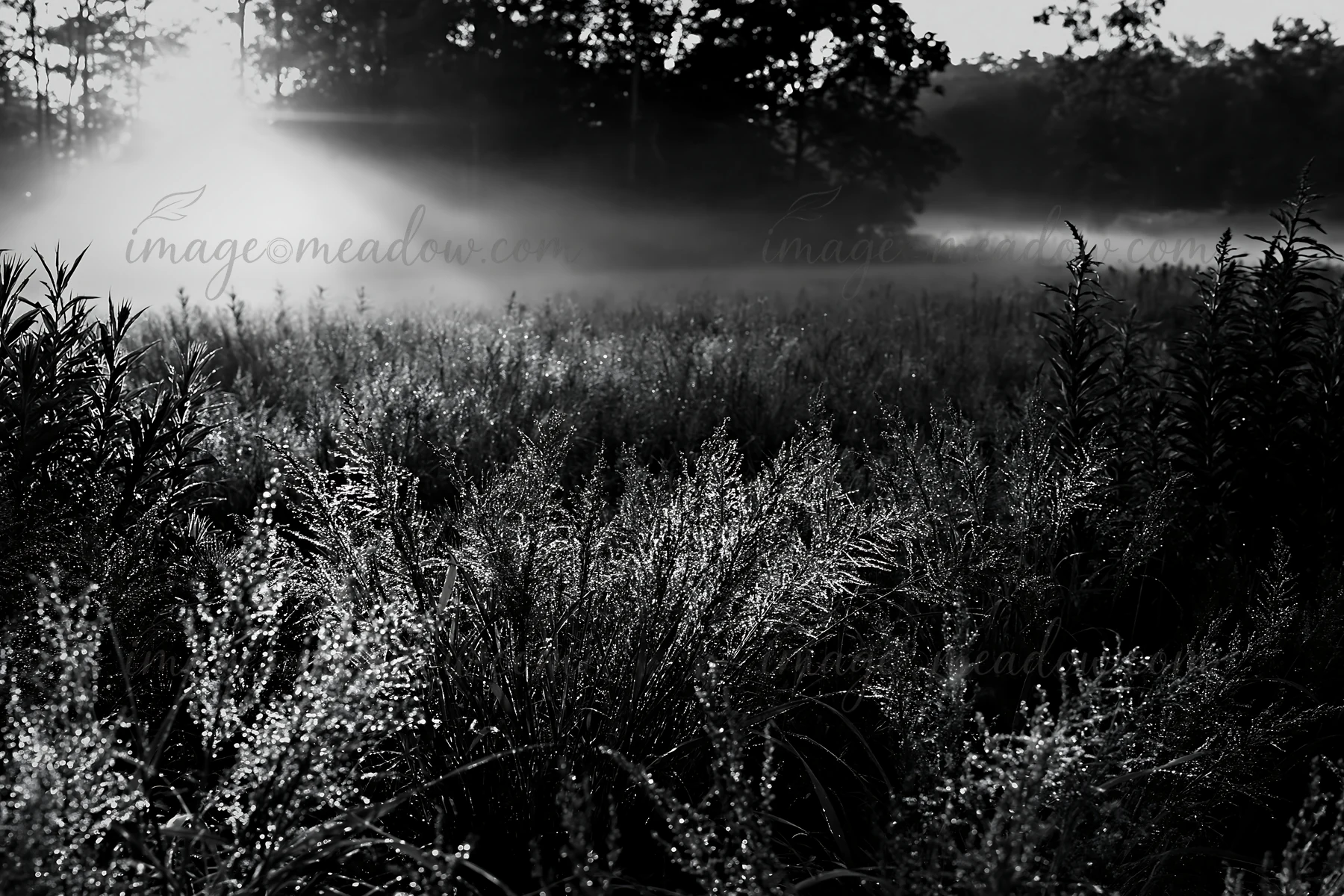 Meadow in Iwate features seedheads glistening after rain. Morning light shines through the mist, creating a soft atmosphere. The foreground shows natural growth