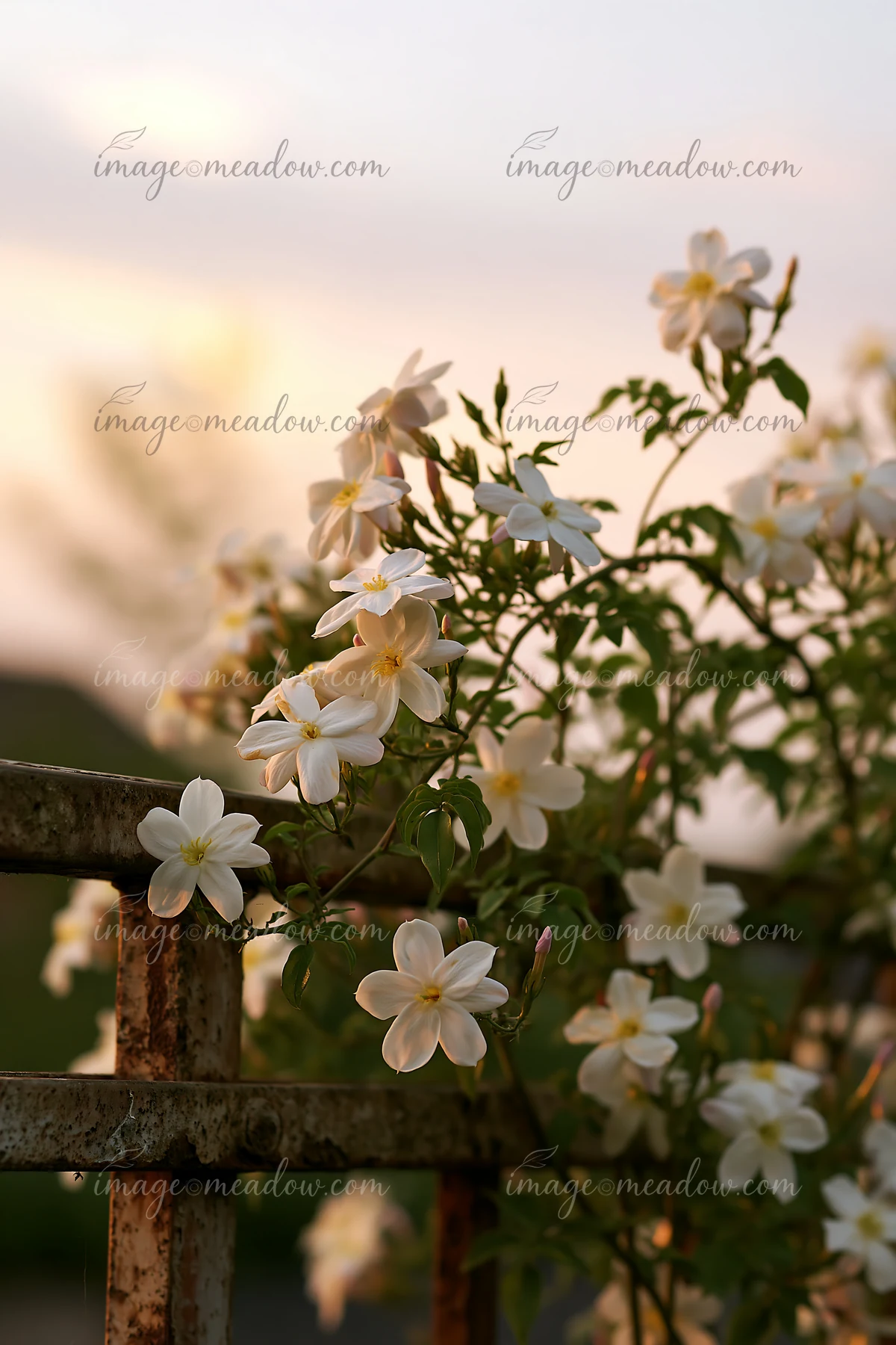 Jasmine flowers bloom along a weathered fence as the sun sets, casting soft light on their delicate petals and surrounding greenery.