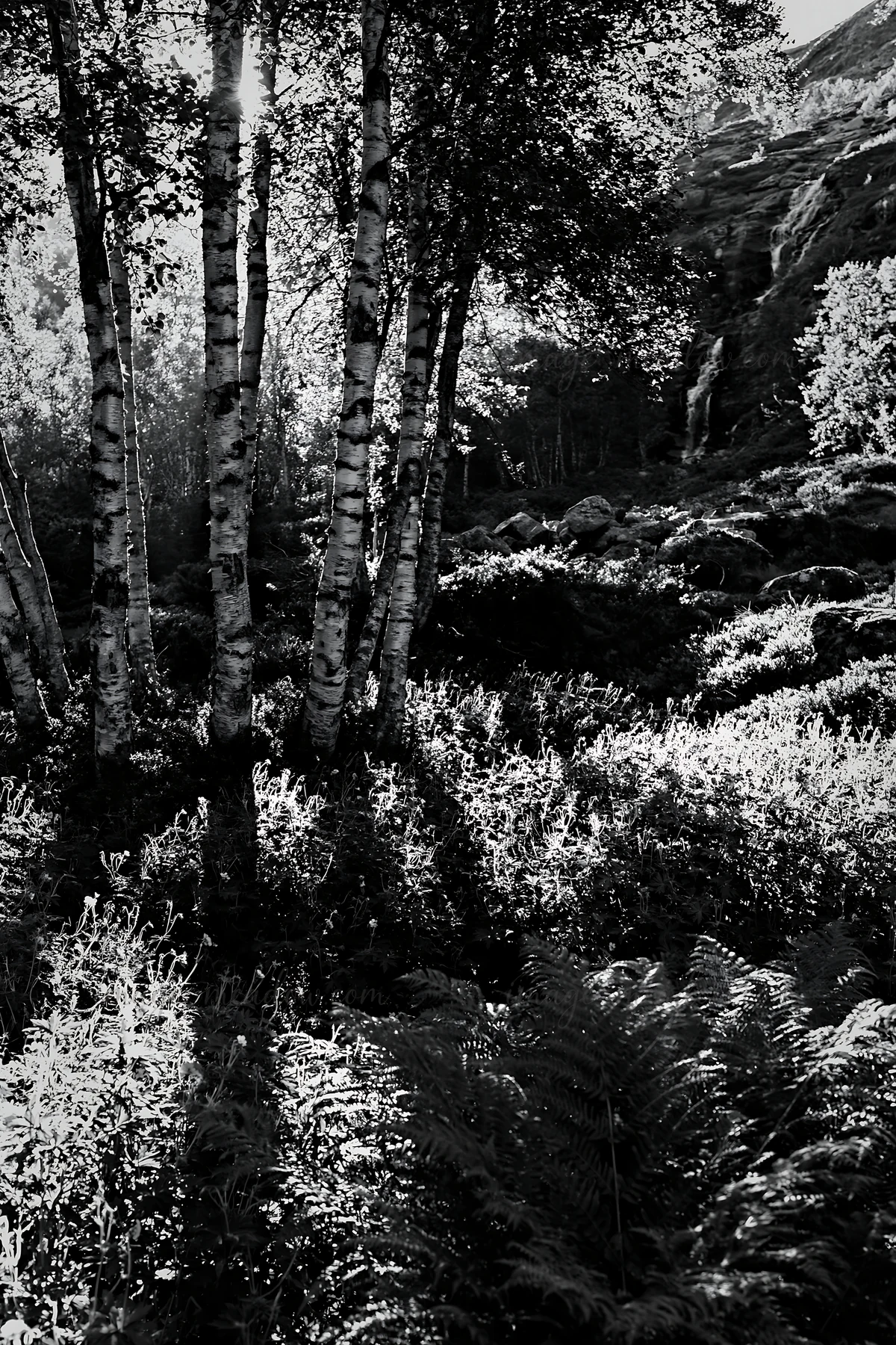 Sunbeams filter through trees in the Jotunheimen valley meadow. The light creates shadows on the ground. Ferns grow among the underbrush in this natural setting
