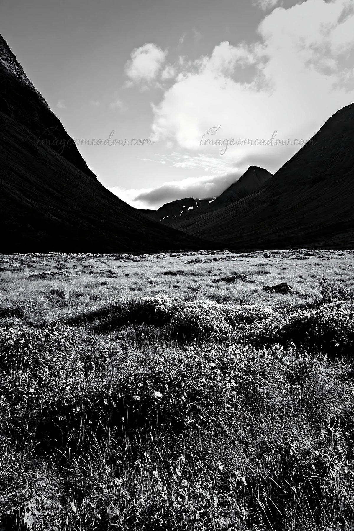 Sunbeams shine over the meadow in Jotunheimen valley. The grass is green, and wildflowers are scattered throughout the field. Mountains rise on either side, cre
