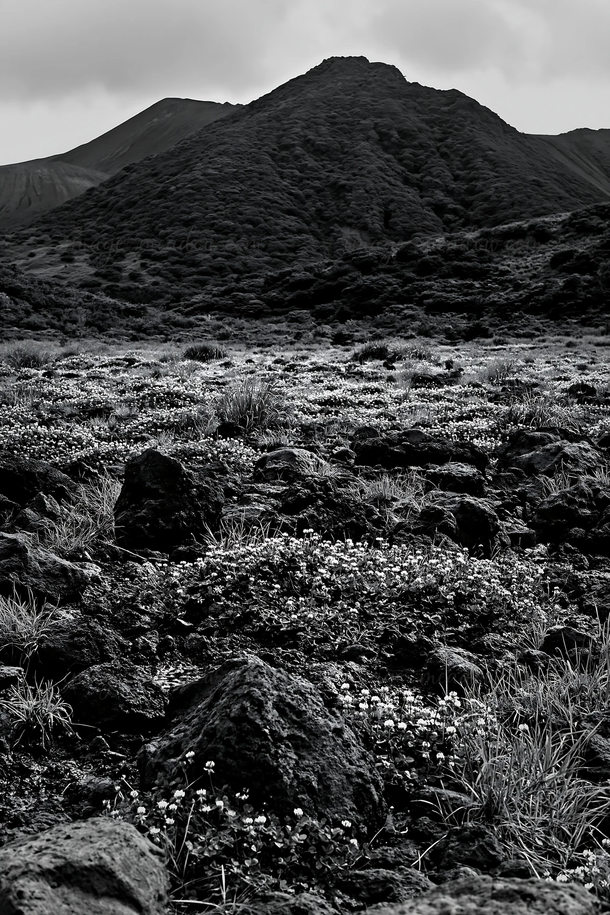 A volcanic meadow in Kagoshima. Pumice rocks are visible in the foreground with small flowers blooming among them. The background features a volcanic mountain u