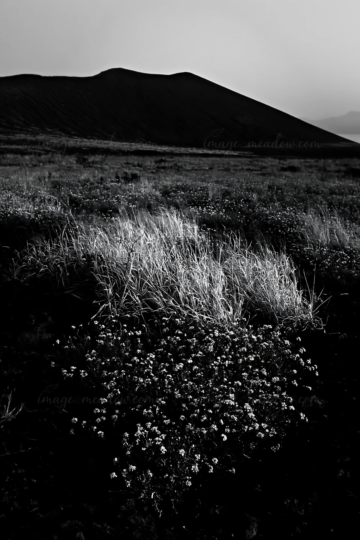 A volcanic meadow in Kagoshima with grasses and small flowers in the foreground. The background features a volcanic hill under soft light, creating a natural la