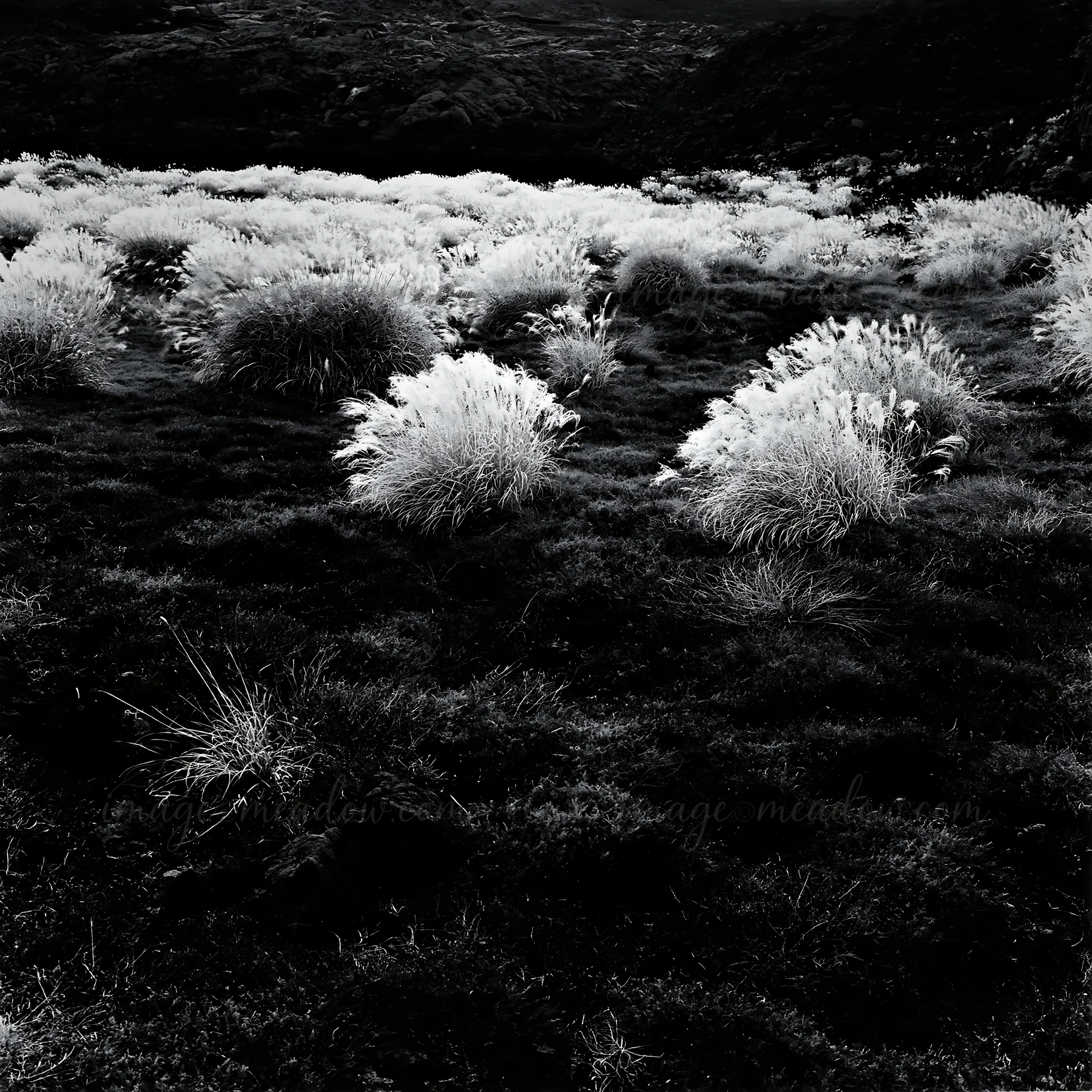 In Kagoshima, a volcanic meadow features a pumice foreground. The landscape shows grass and plants growing in the unique volcanic soil. The image captures the n