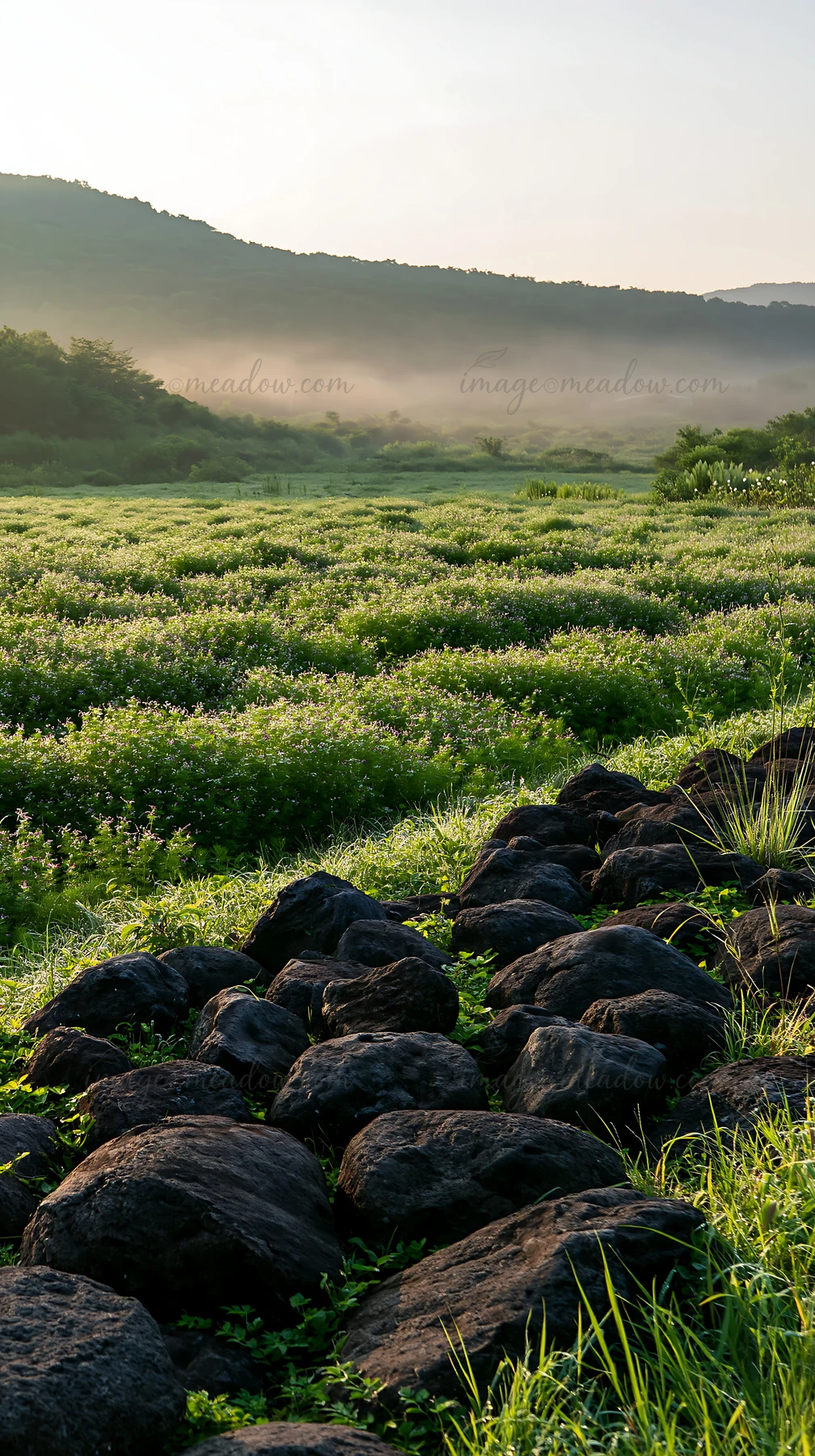 A view of a meadow in Kanagawa featuring volcanic stones scattered among green plants. The scene captures early morning light with mist hanging over the landsca