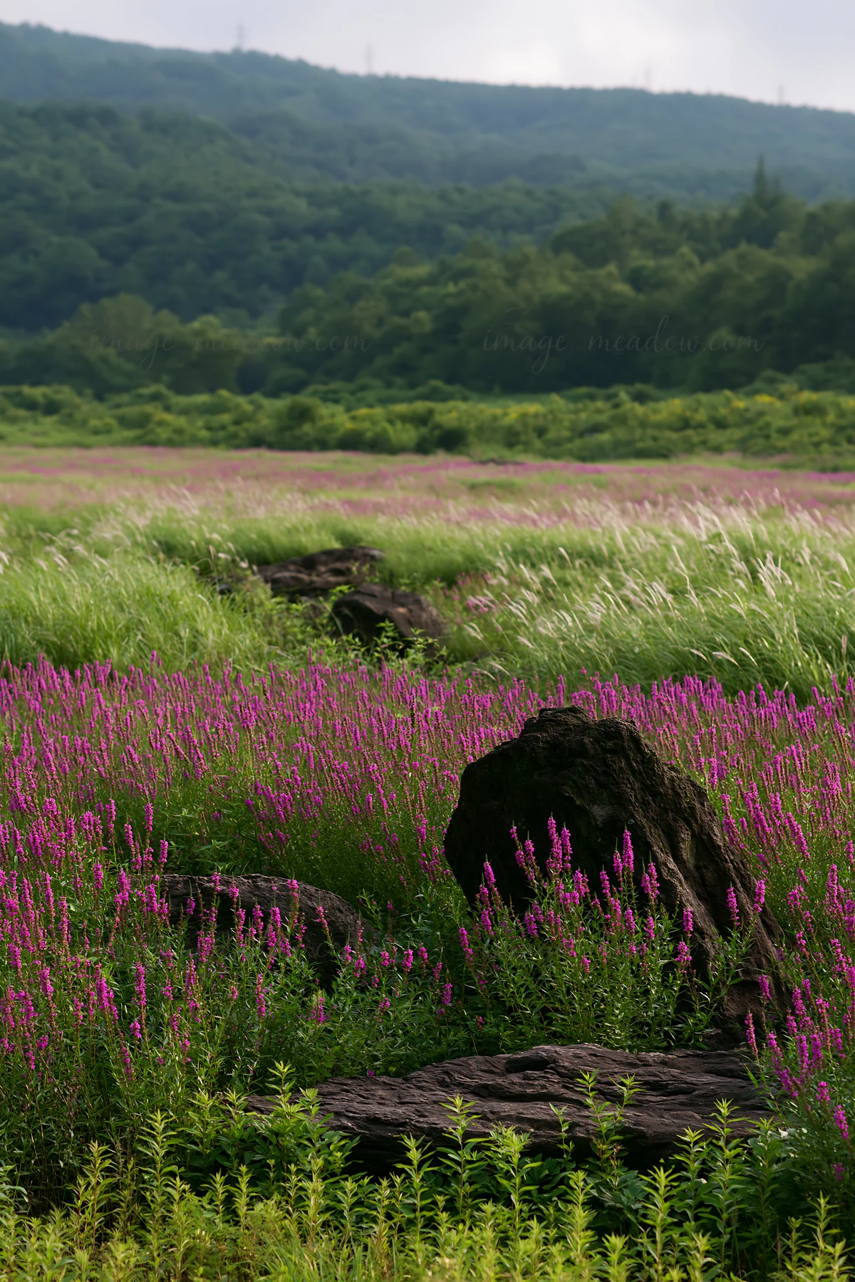 A view of volcanic stones in a meadow filled with pink flowers in Kanagawa. The landscape is green and lush, with mountains in the background under a cloudy sky