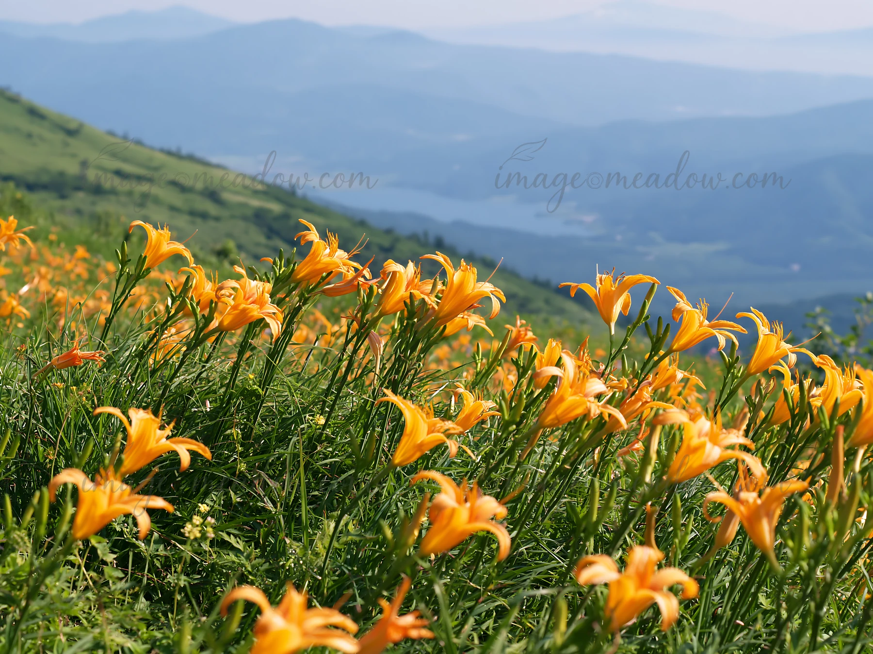 Daylilies bloom in the Kirigamine highland meadow. The flowers stand against a backdrop of distant mountains and a visible lake. This scene captures daytime sun