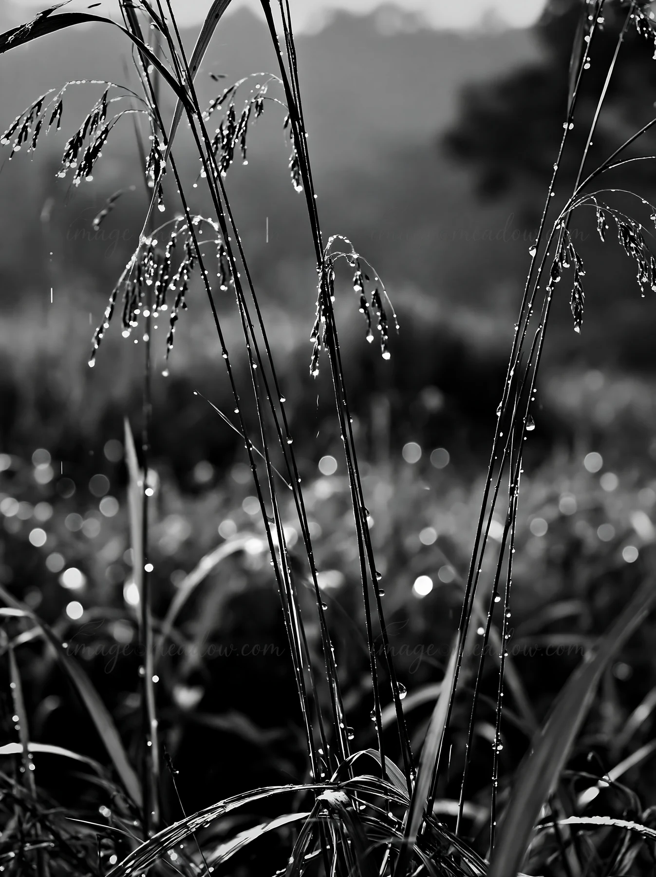 Droplets of rain cling to grasses in a lush meadow in Kochi during the monsoon. The landscape is vibrant with greenery under soft, diffused light. Presented as