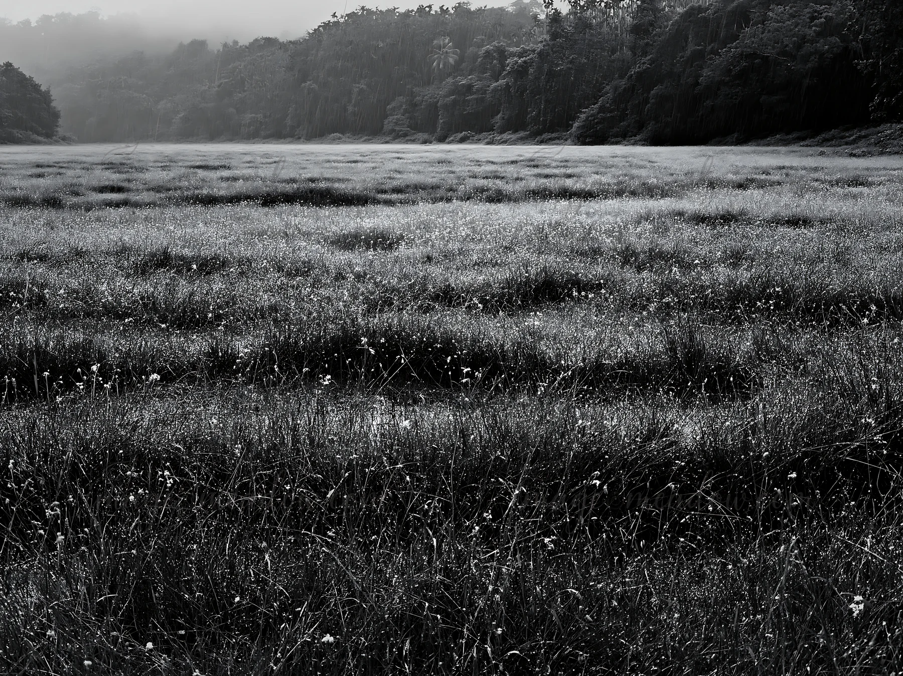 In Kochi, a meadow shows rain beaded grasses under a cloudy sky. The scene captures the essence of the monsoon season with droplets glistening on the grass.
