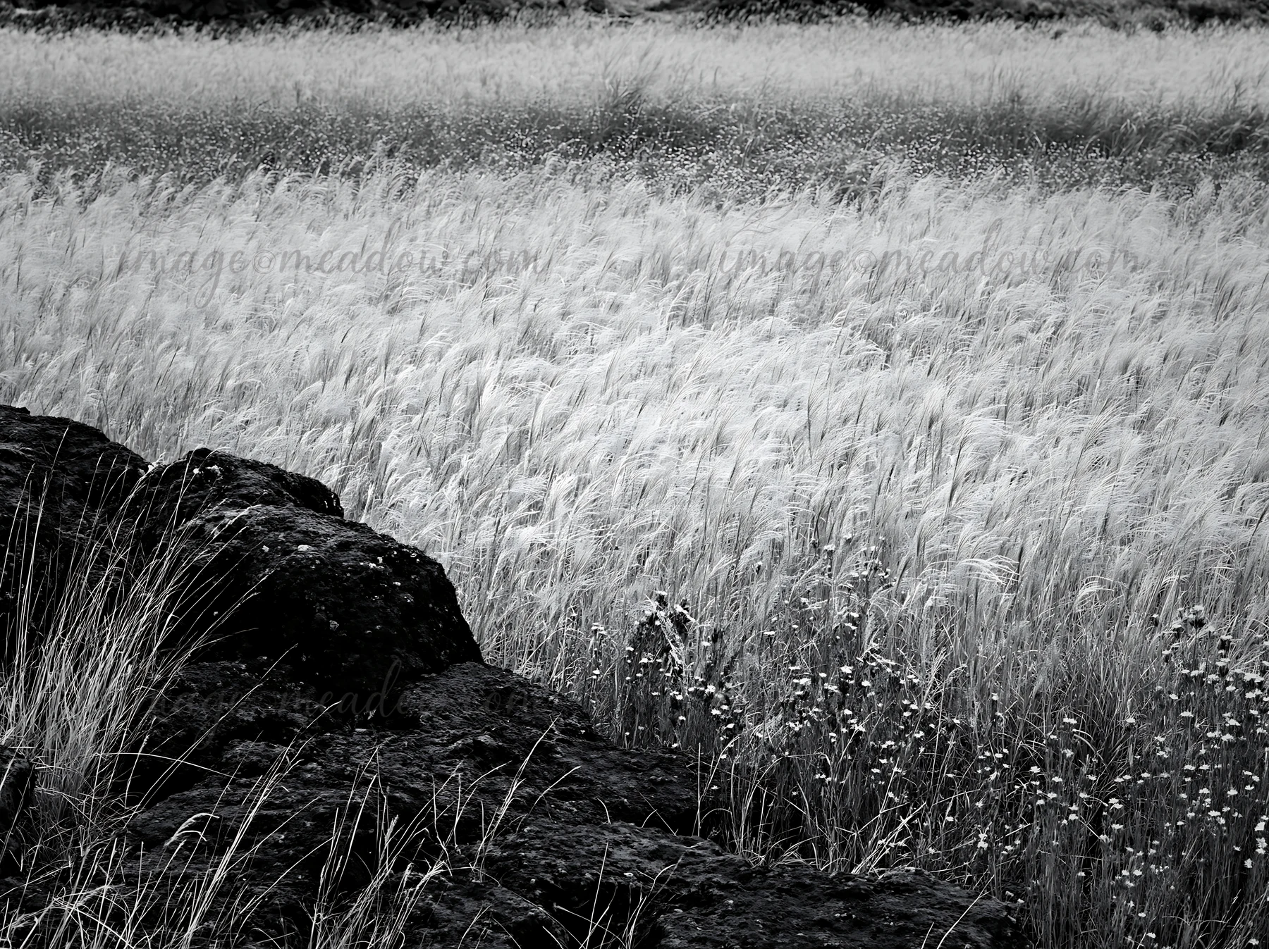 Dark volcanic rock is visible in the foreground of a grassy meadow in Kumamoto, Japan. The meadow is filled with tall grass and some flowers, captured in a mono