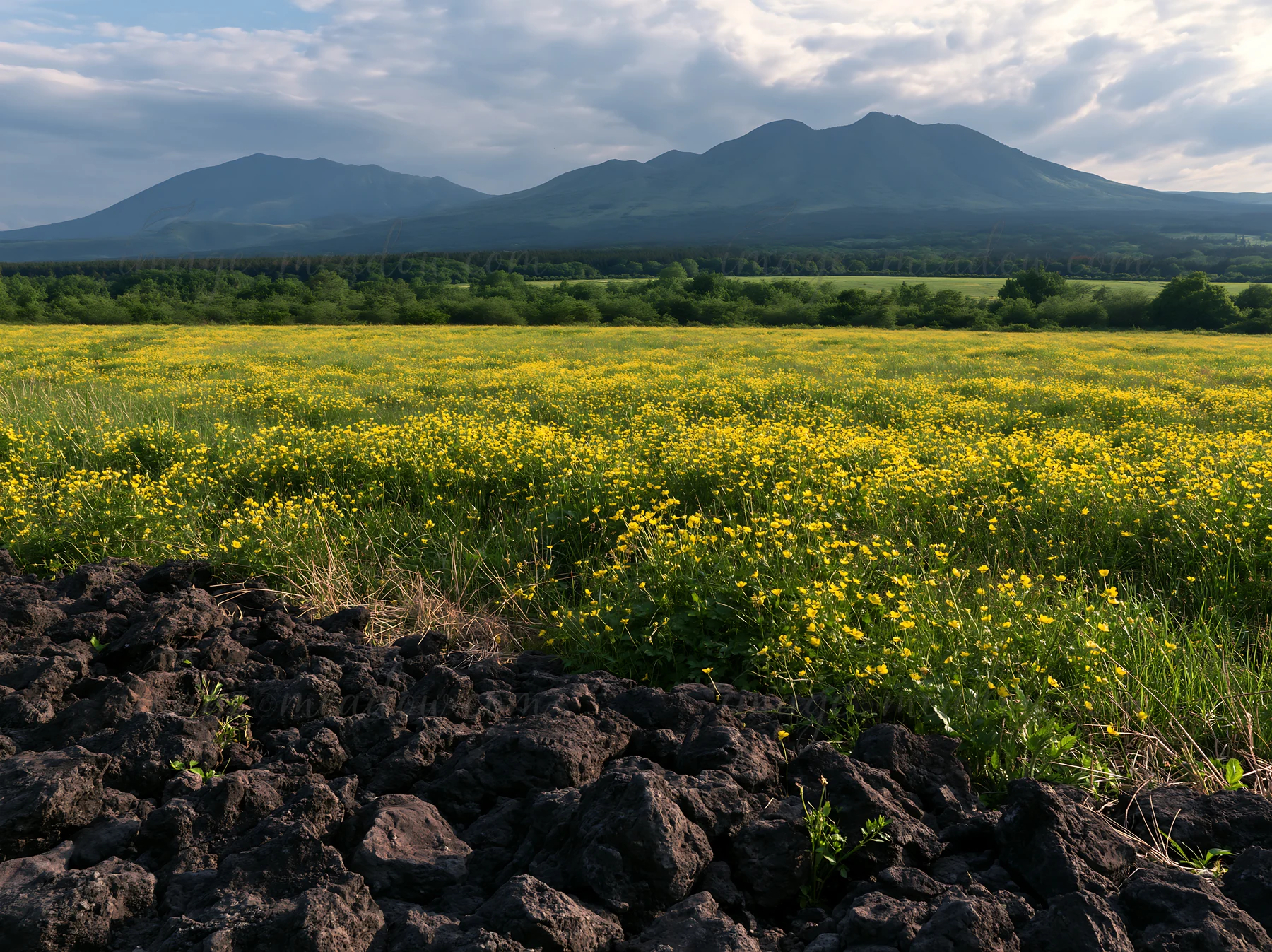 A volcanic meadow in Kumamoto features dark rocks in the foreground. Yellow flowers bloom across the landscape under a cloudy sky. Mountains rise in the backgro