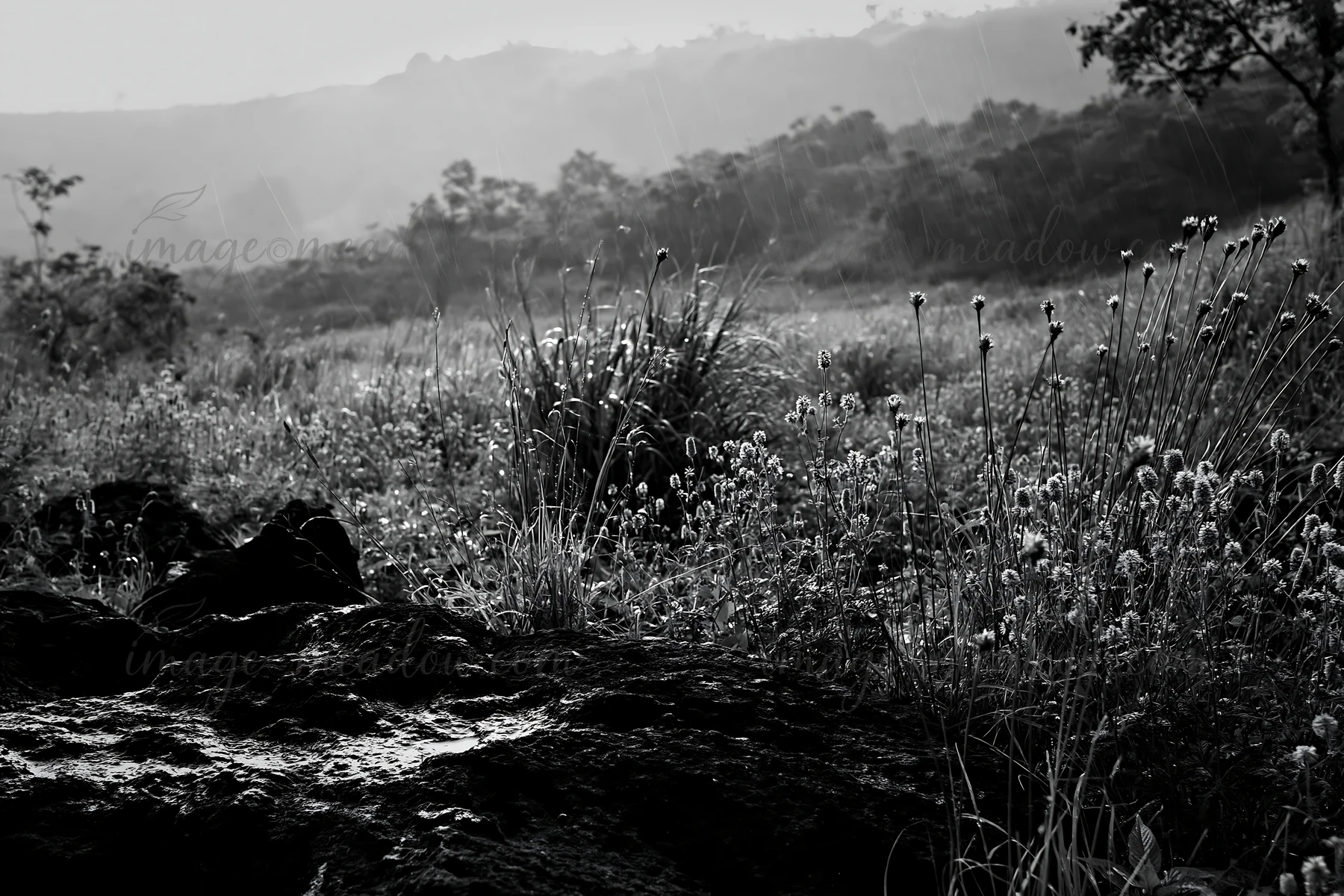 A volcanic meadow in Kumamoto with dark rocks in the foreground. Grass and small plants can be seen, along with trees in the background. The lighting suggests a