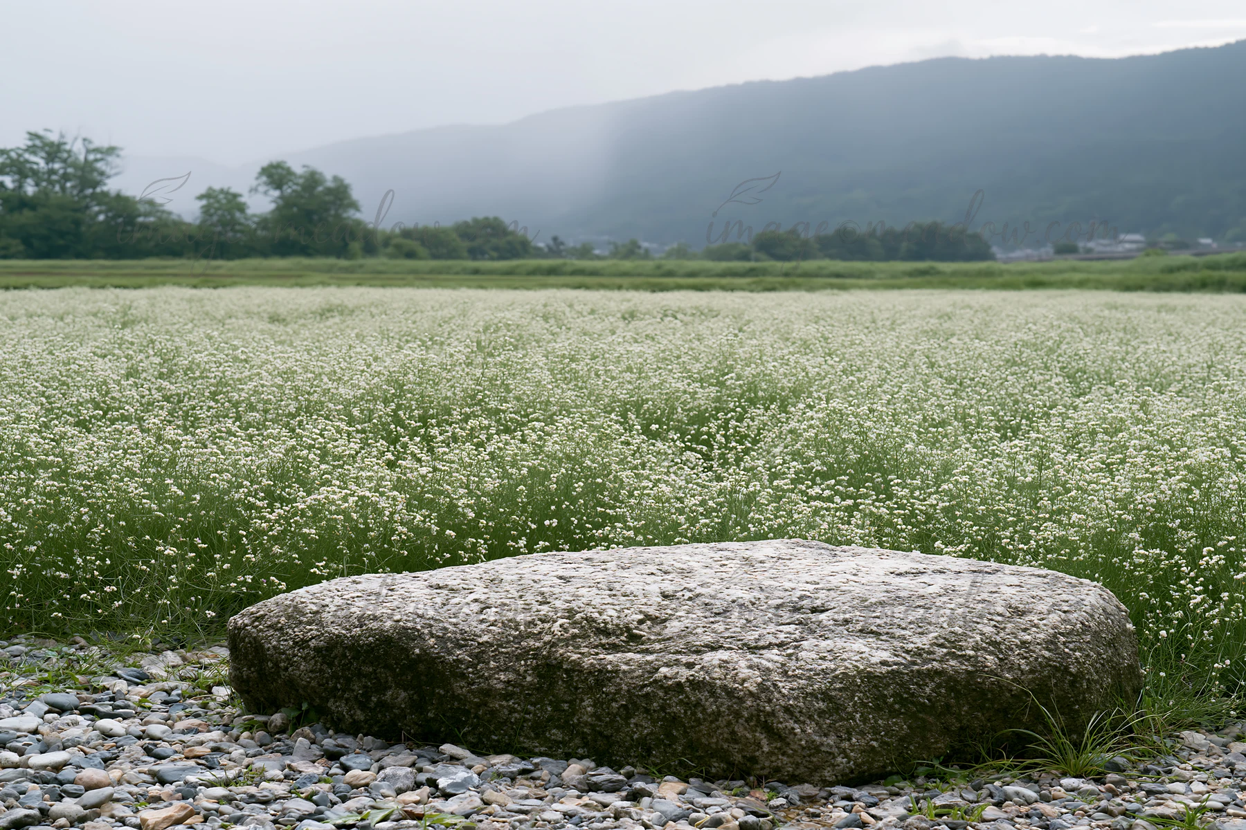 A large stone is centered in a wildflower meadow in Kyoto during spring. The meadow is filled with small white flowers and surrounded by distant mountains in th