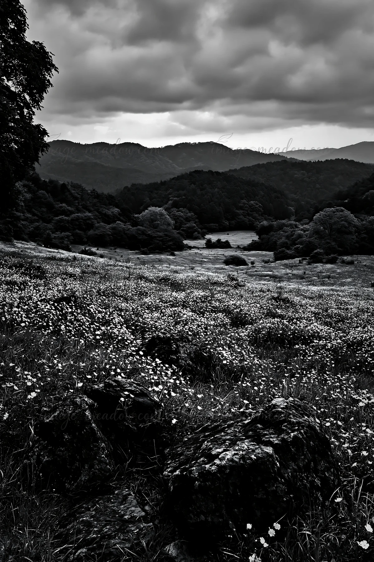 A view of a wildflower meadow in Kyoto during spring. Stones cover the foreground while hills and clouds create a backdrop. The landscape shows blooming flowers