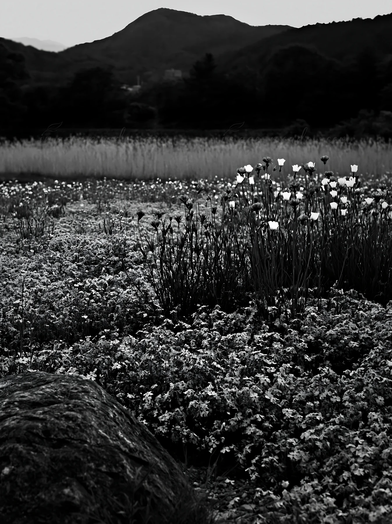 In Kyoto, a wildflower meadow blooms in spring. Stones are placed among the flowers, while distant mountains provide a natural backdrop. The scene captures the