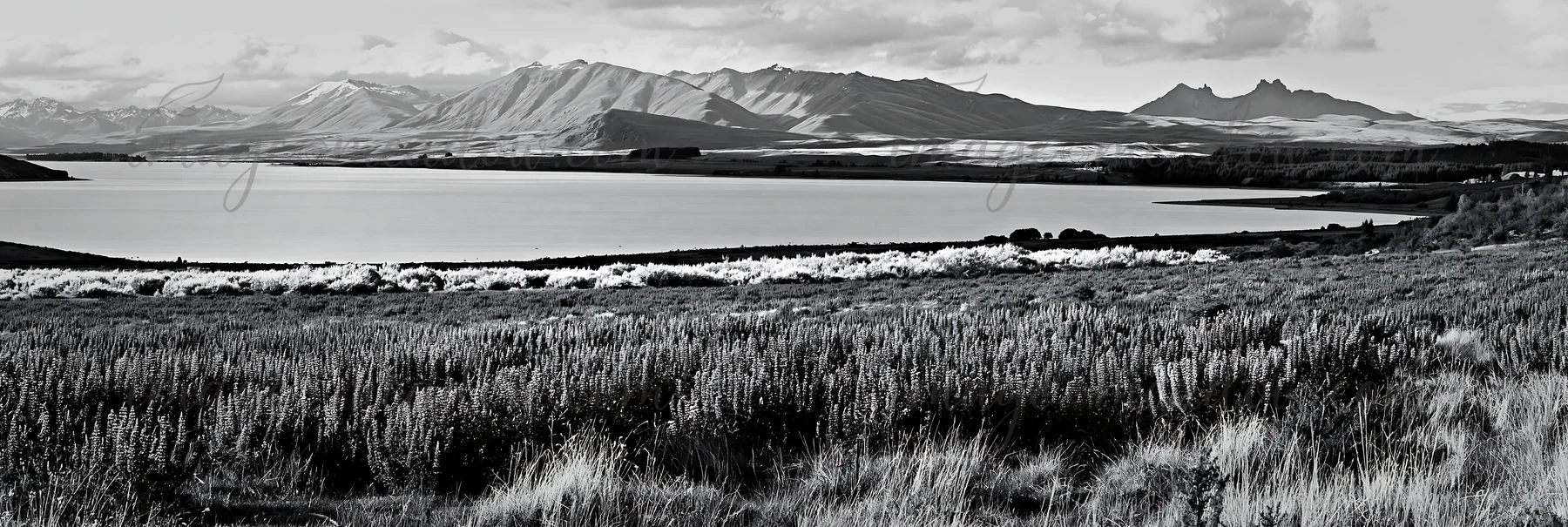 A lupine meadow stretches across the foreground near Lake Tekapo. Mountains rise in the background under a cloudy sky. This landscape shows the natural beauty o