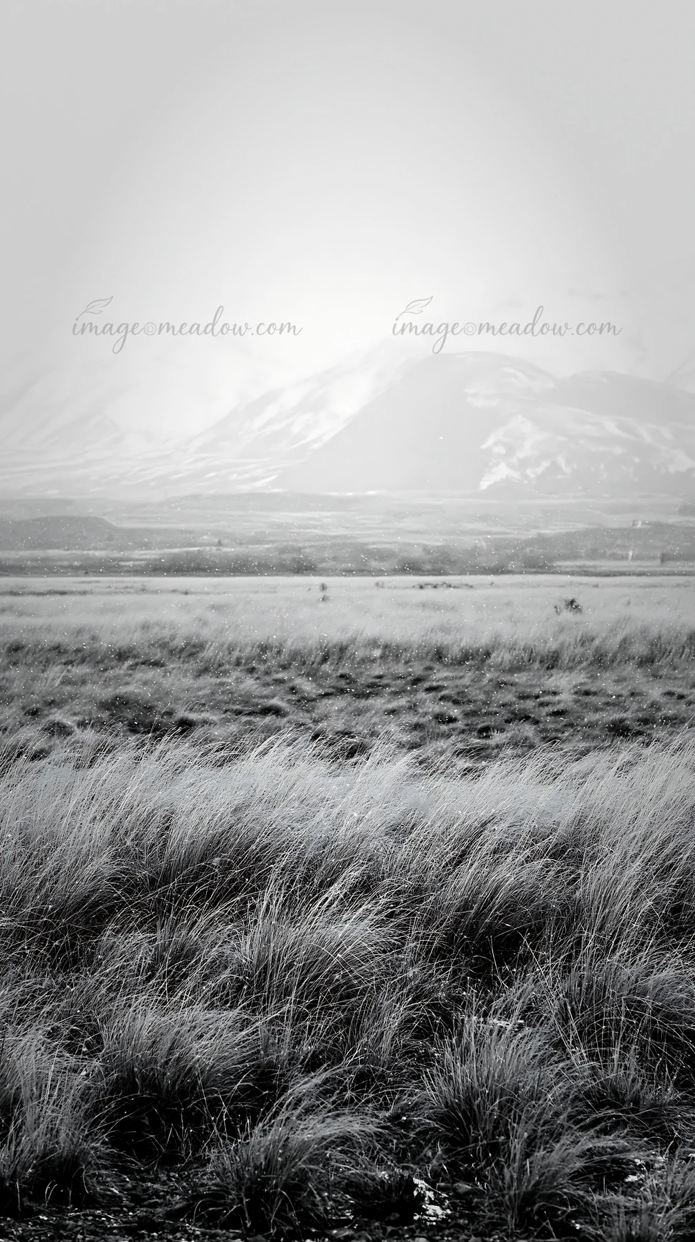 A view of a meadow with tall grass in the foreground leading to snowy alps at Lake Tekapo. The mountains are shrouded in mist, creating a monochromatic scene. T