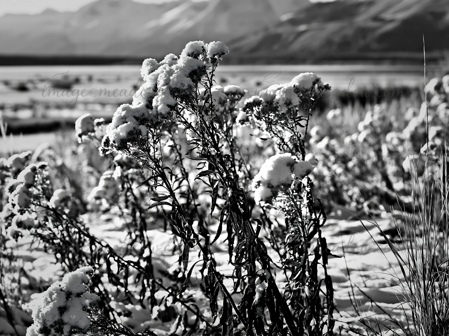 Snow covers plants in a lakeside meadow after the first snowfall. Mountains rise in the distance, surrounded by a peaceful winter landscape. The scene captures