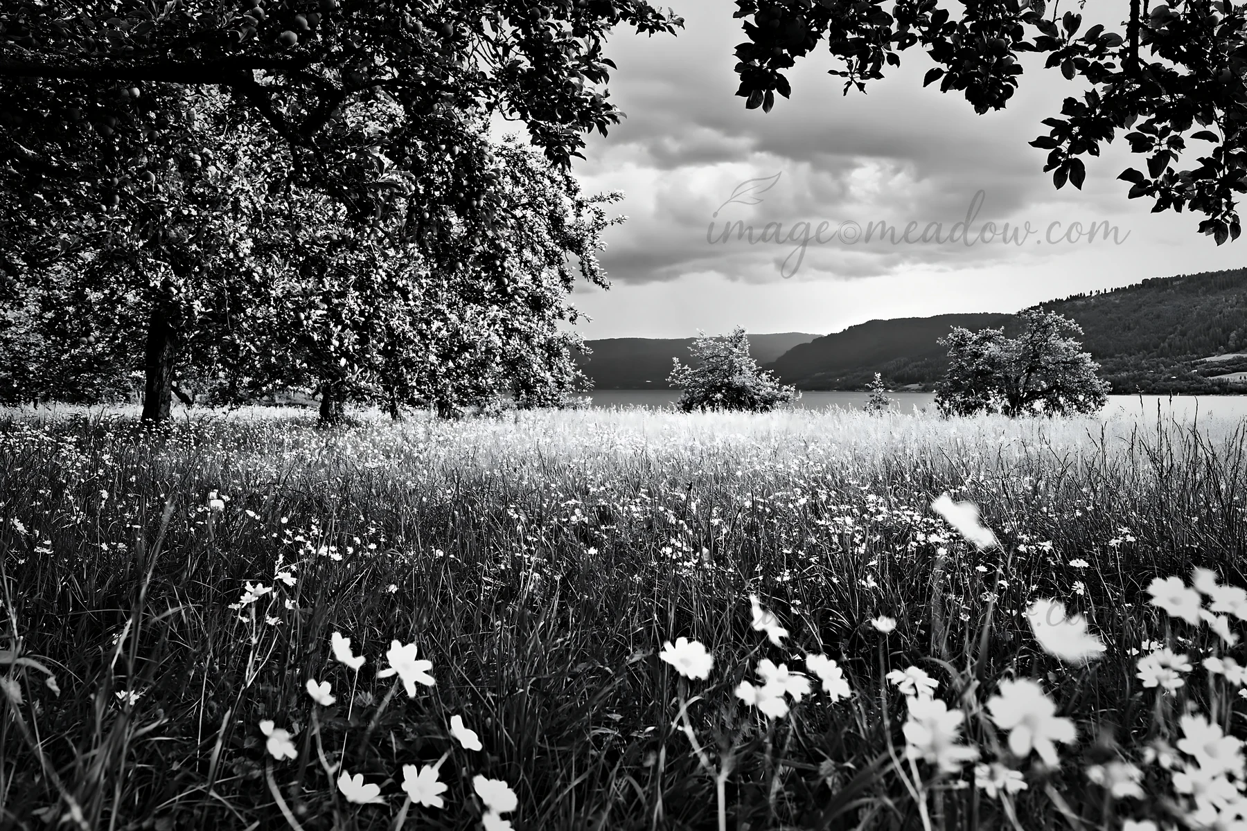 A lakeside orchard meadow with trees, grassy areas, and wildflowers. Dark clouds gather in the sky above the lake, creating a natural setting. Presented as a pr