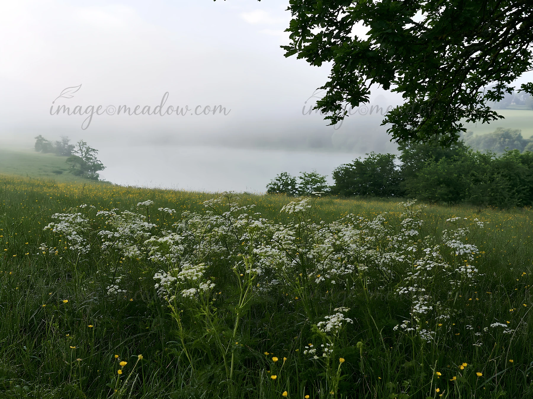 This scene depicts a lakeside orchard meadow with wildflowers in the foreground and mist hovering over the water in the background.