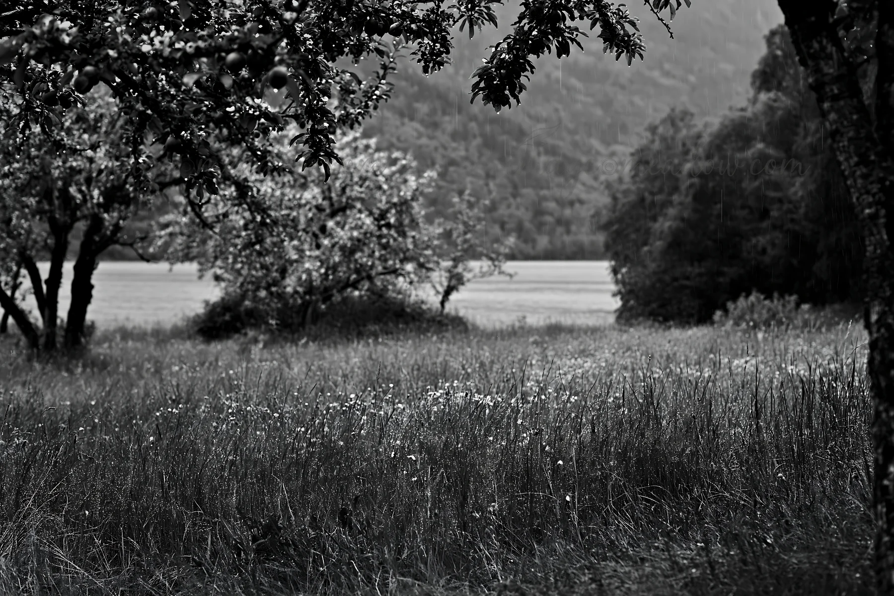 A view of a meadow by a lake featuring flowering grasses and trees. The scene captures the natural beauty of the landscape, with mountains in the background and
