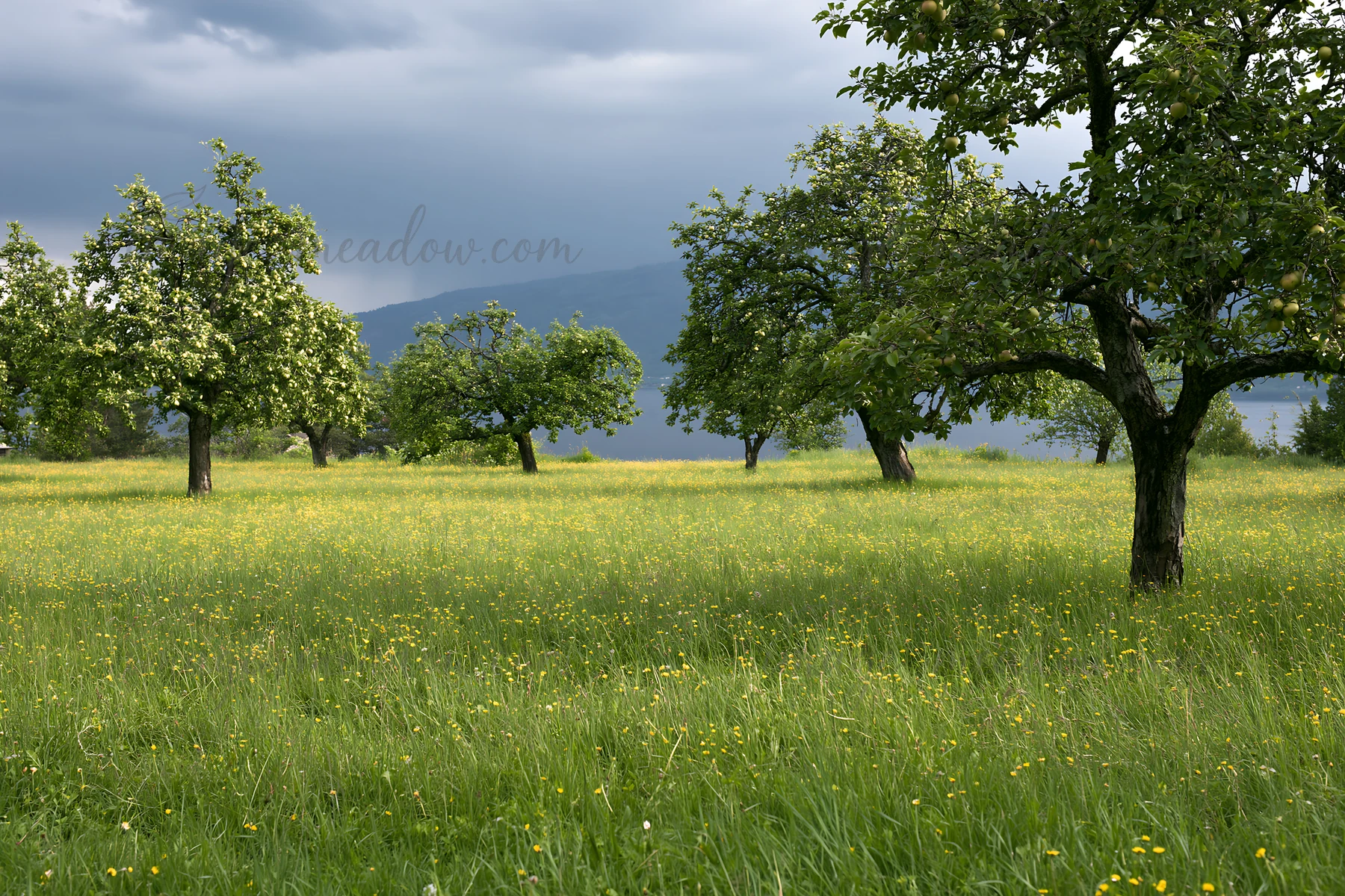 The scene features an orchard with trees in a grassy meadow by a lake. Dark clouds are visible in the sky, adding a dramatic backdrop to the setting.