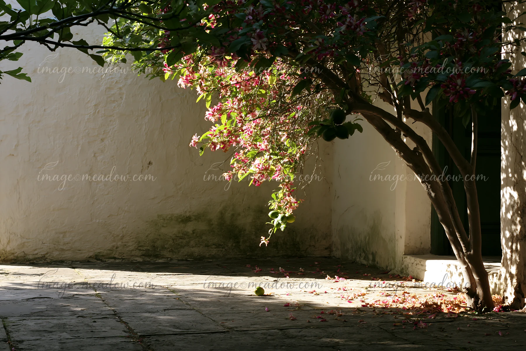 Lemon blossoms in sunlight hang from a tree next to a stone pathway.