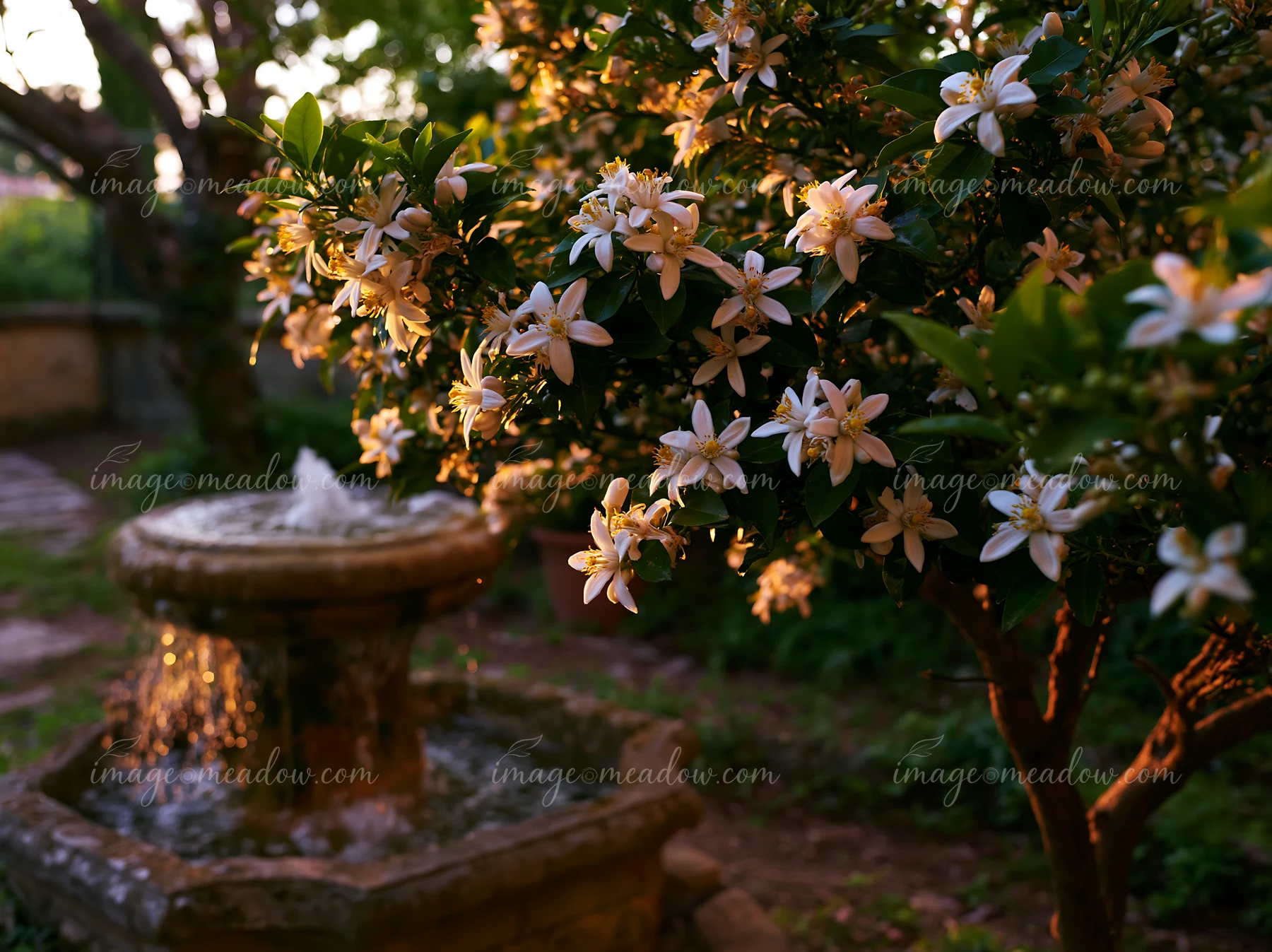 Lemon tree blossoms in sunlight brighten a garden setting, with a stone fountain nearby.