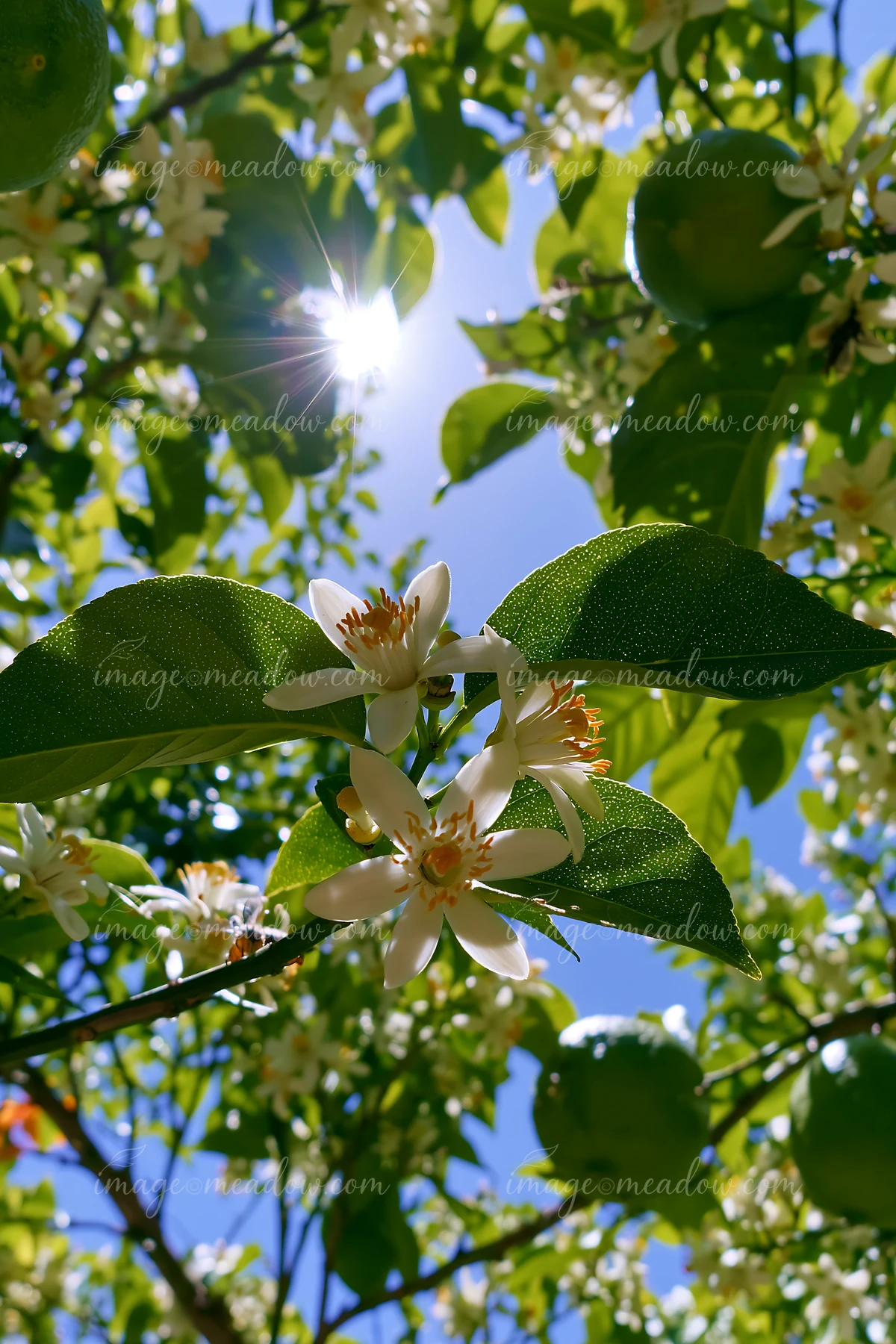 Lemon tree blossoms in sunlight create a beautiful view with bright white flowers and green leaves.