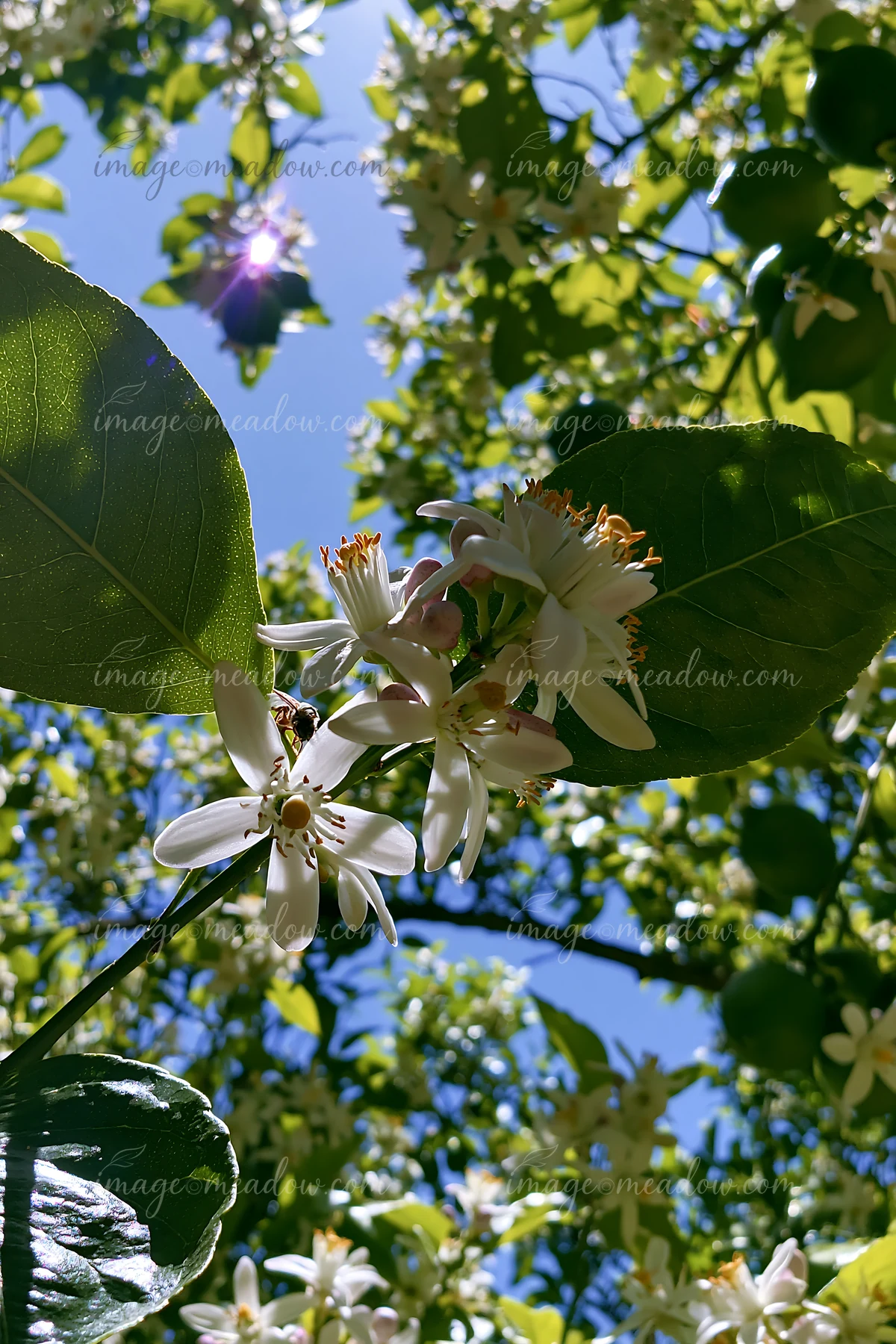 Lemon tree blossoms in sunlight show white flowers with yellow anthers and green leaves.