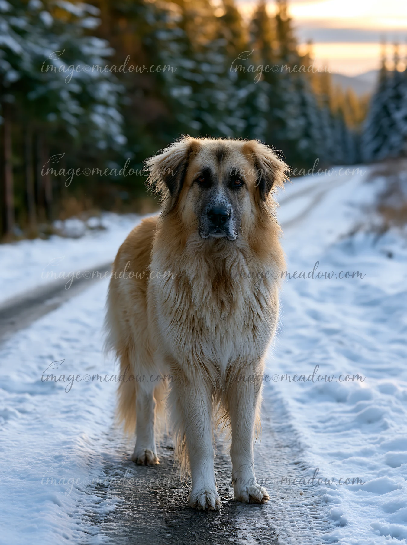 Long-haired dog standing on a snow-covered rural road surrounded by evergreen forest.