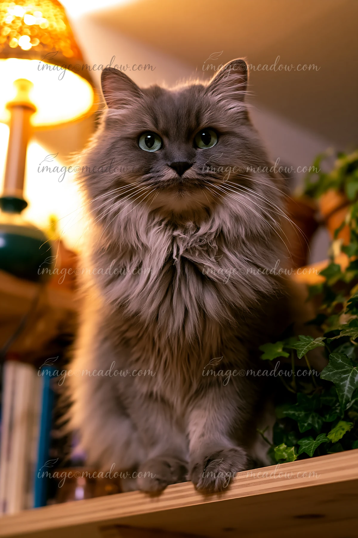 Long-haired gray Asian Semi-longhair cat sitting on a wooden surface indoors beside a lamp and houseplant.
